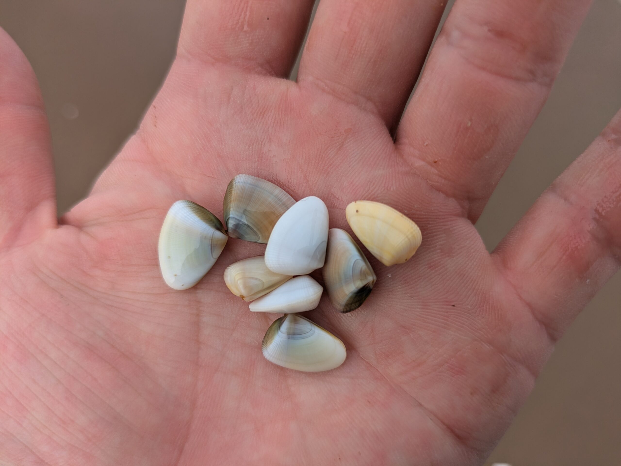波打ち際の砂をひと掴みしただけでたくさん採れた、カラフルで光沢のある小さなフジノハナガイ。