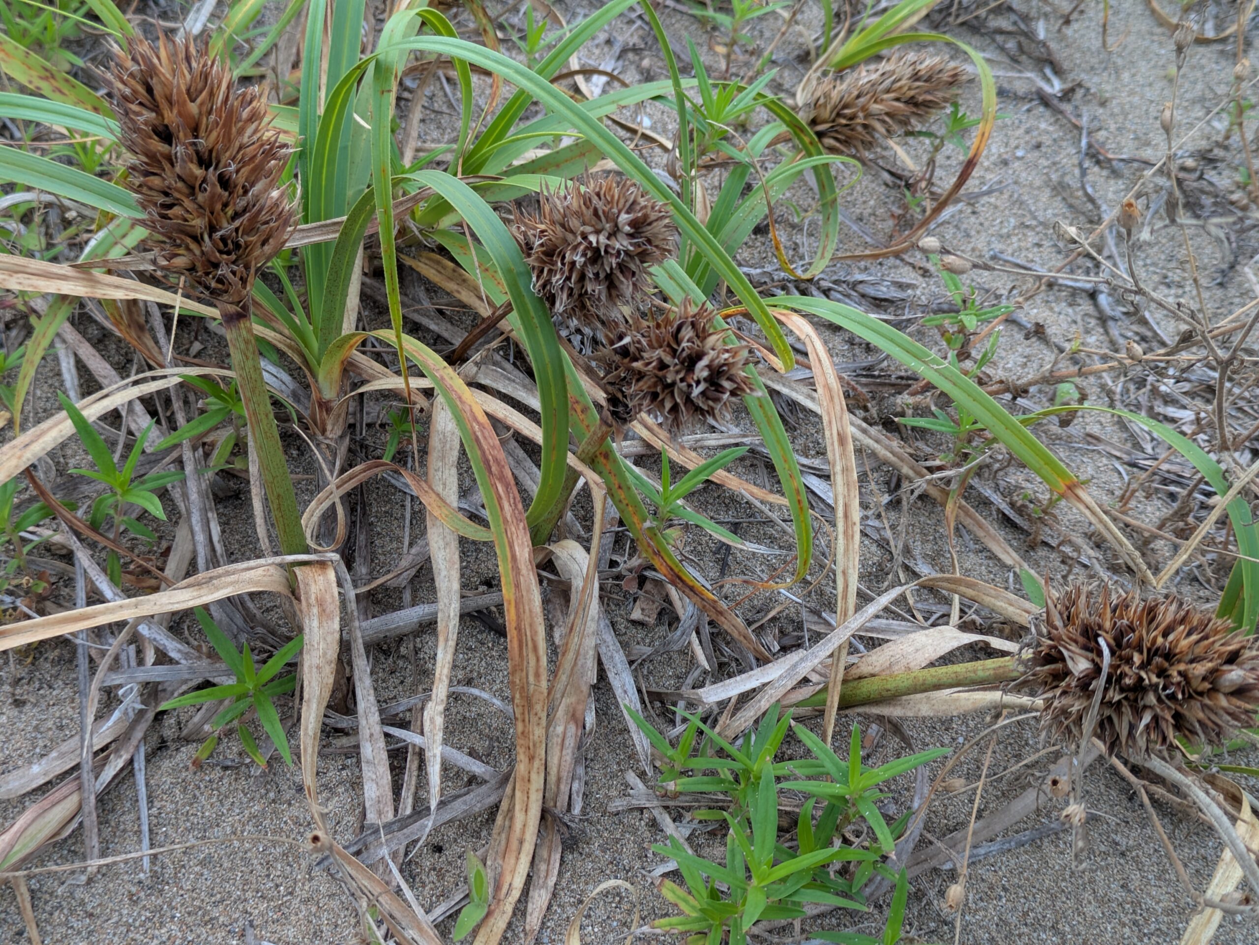 石川県内灘海岸の砂浜に自生する、茶色くトゲトゲとした大きな穂をつけたコウボウムギ。