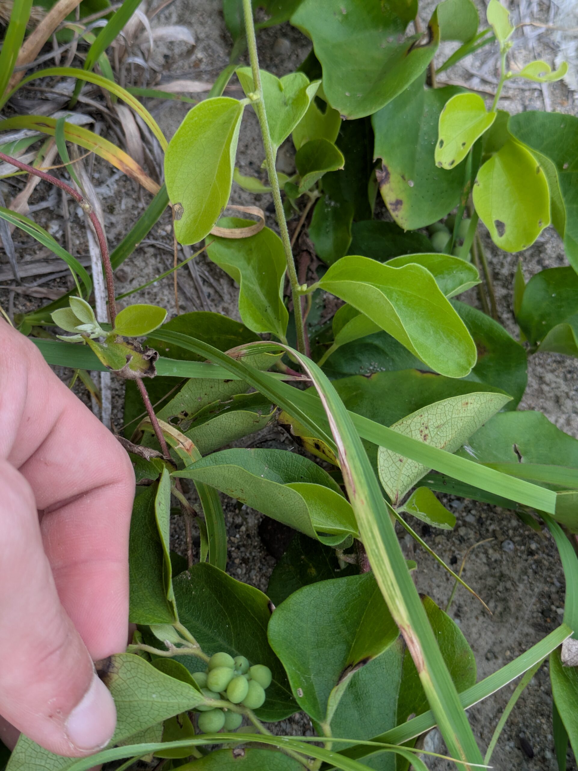 内灘海岸で見つけた謎の植物