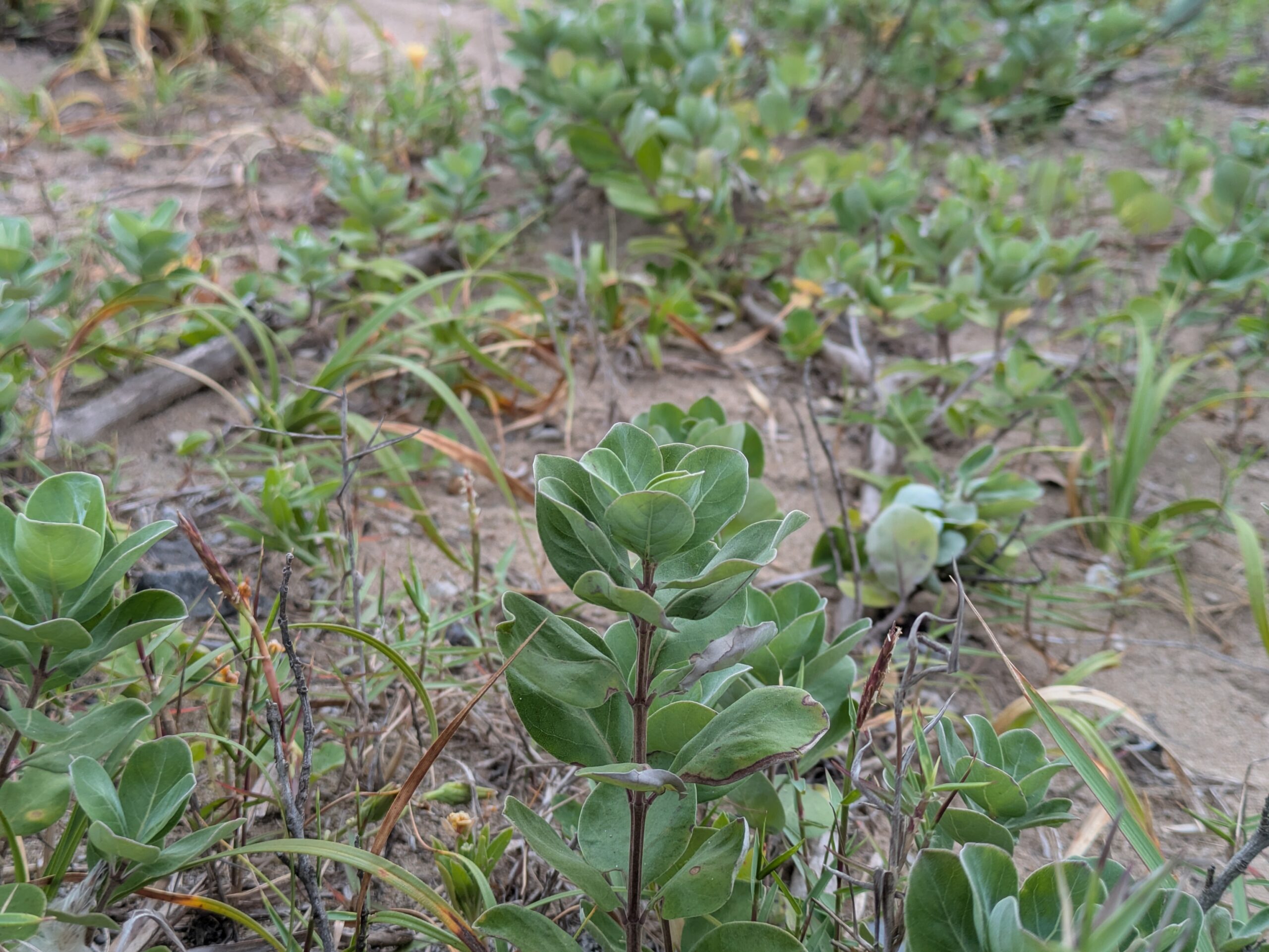 内灘海岸の砂地に力強く群生している、丸い葉が特徴的な海浜植物のハマゴウ。