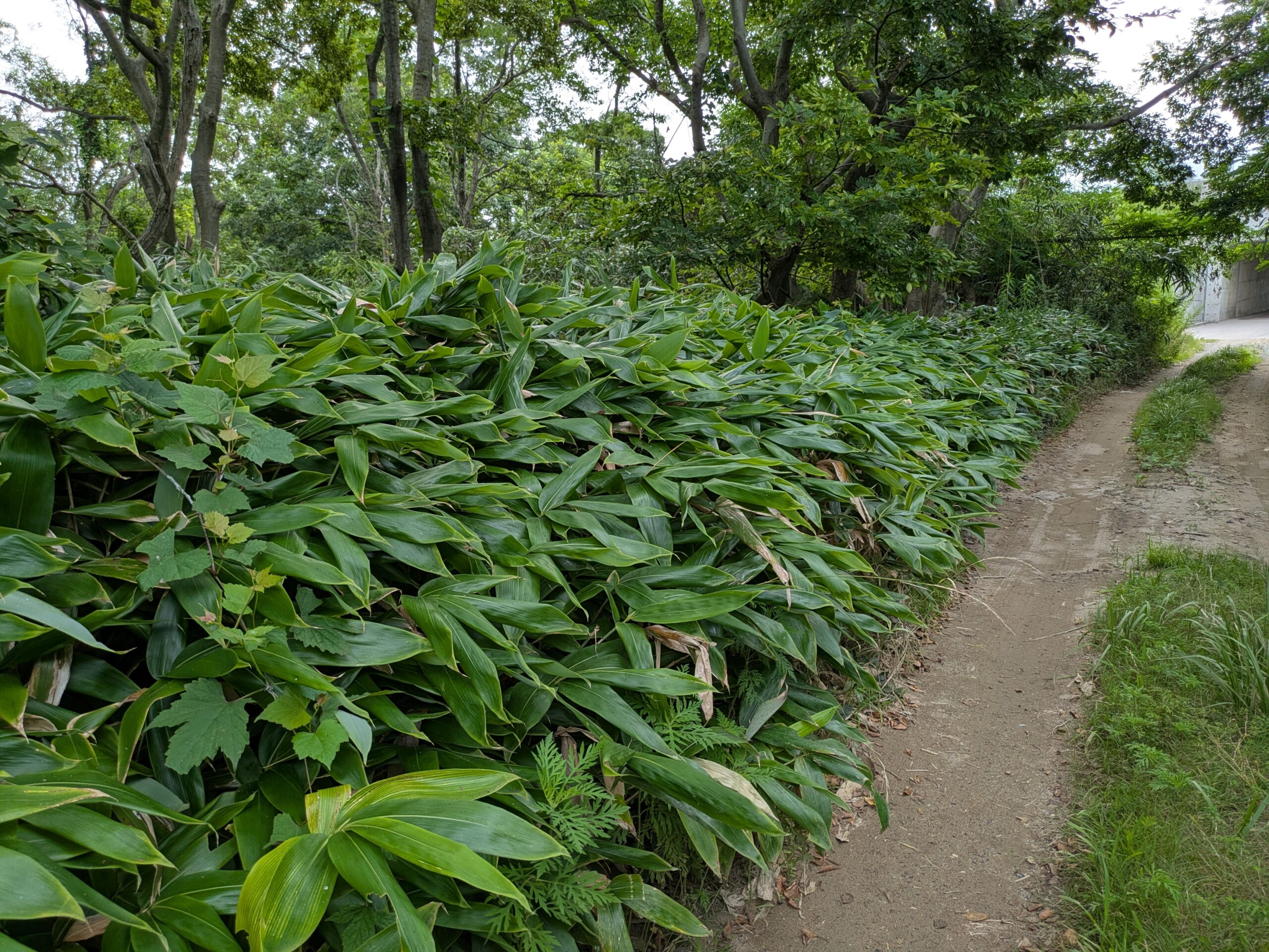 砂浜前の砂道の脇にびっしりと生い茂る、防砂林の足元を支えるササ（笹）の群生。