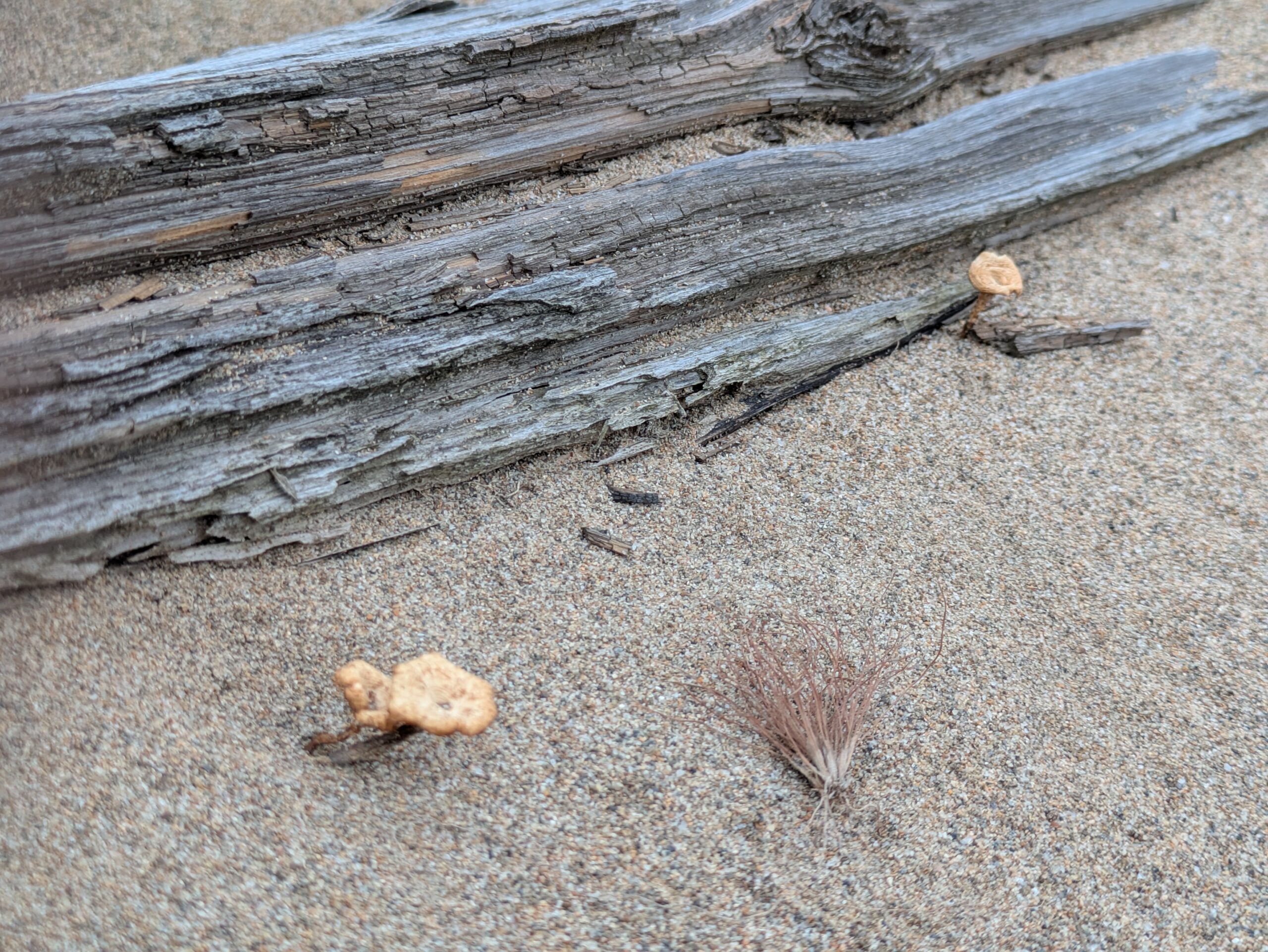 砂浜の流木のそばにひょっこりと生えている、小さな茶色い野生のキノコ。