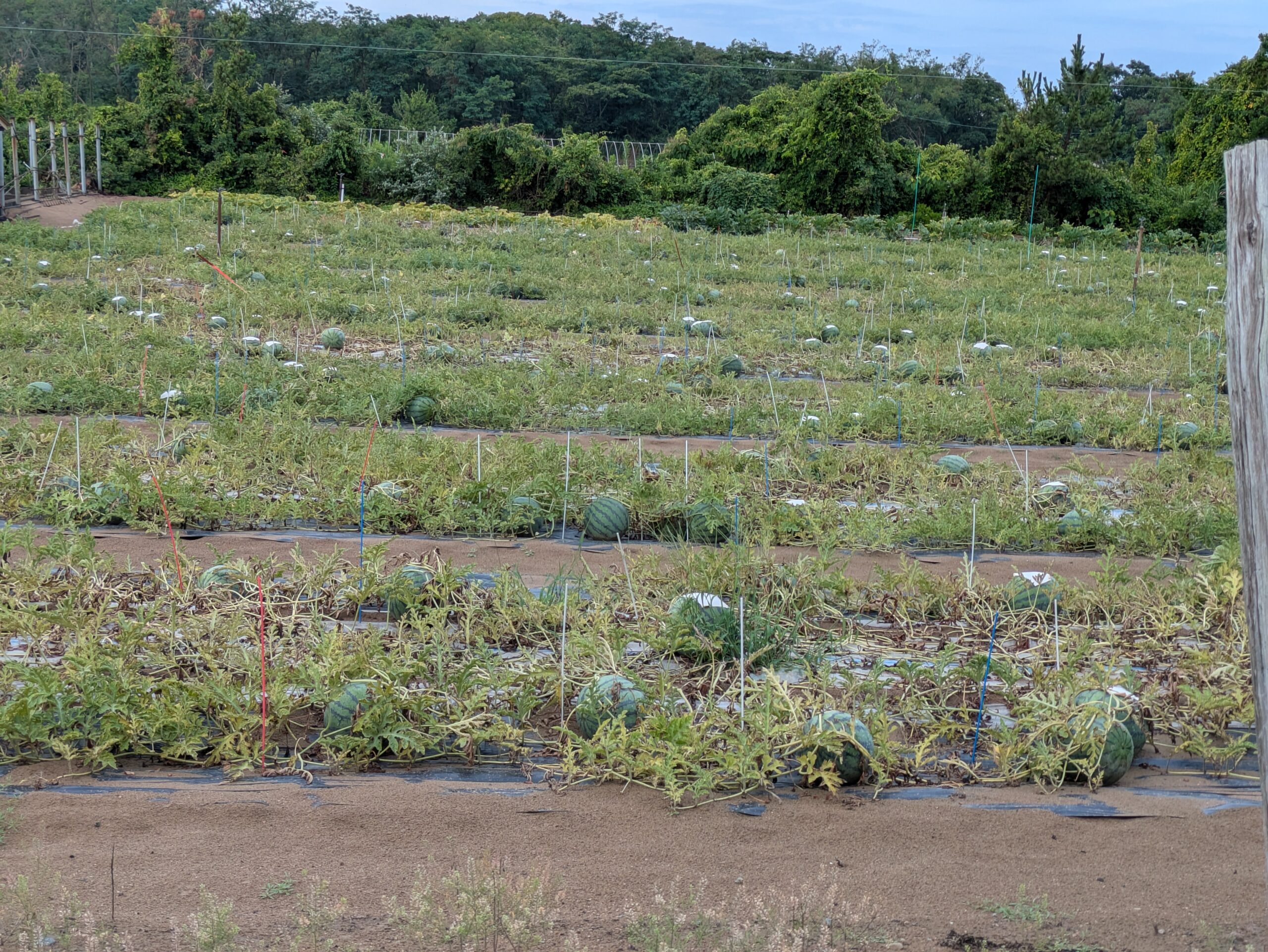 石川県内灘町の砂丘畑一面に実る内灘すいか。砂地の畑に大きなスイカがゴロゴロと育っている様子。