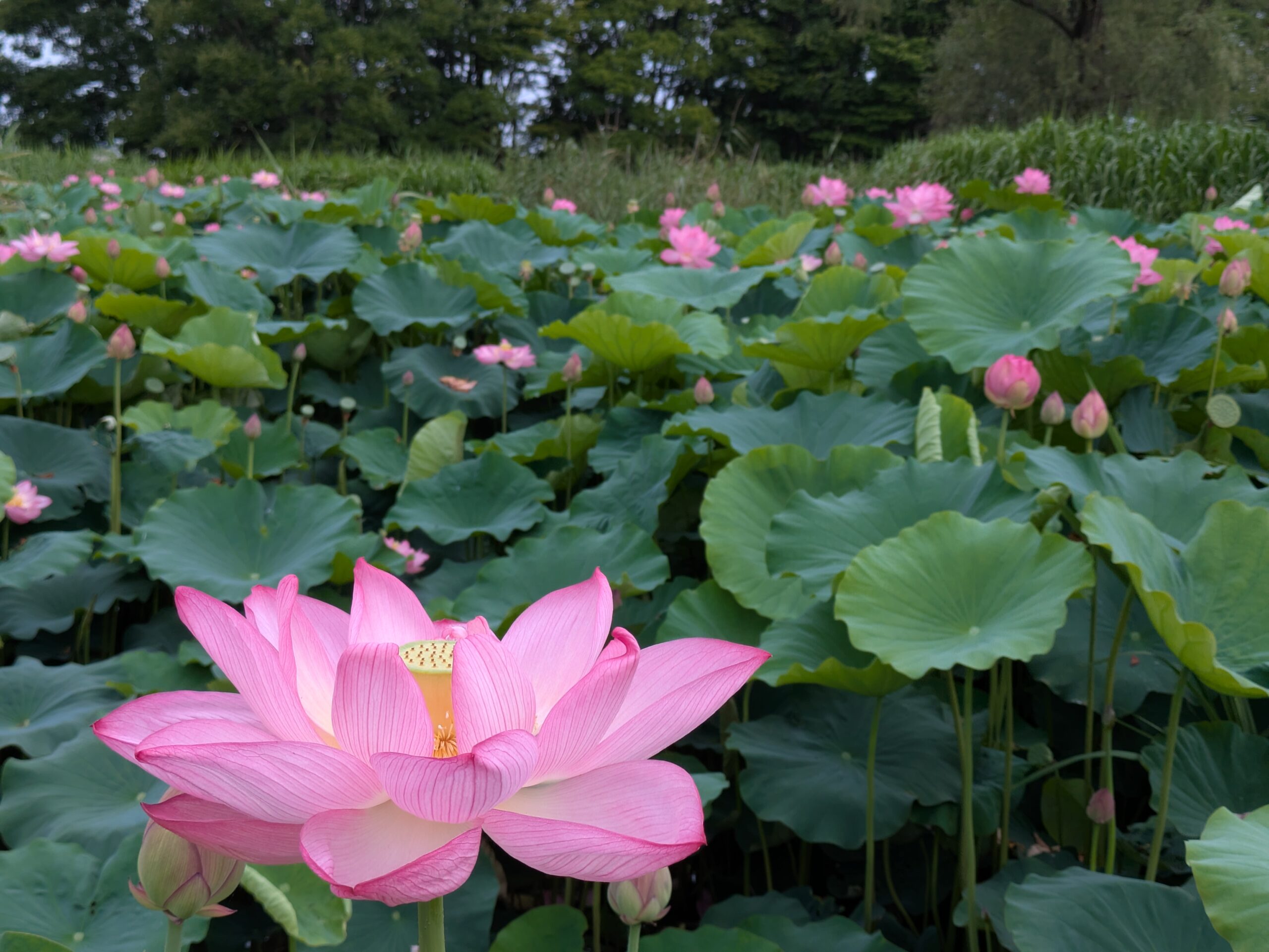 こなん水辺公園の蓮の花。花の落ちたもの、つぼみのもの、満開のものが映っている