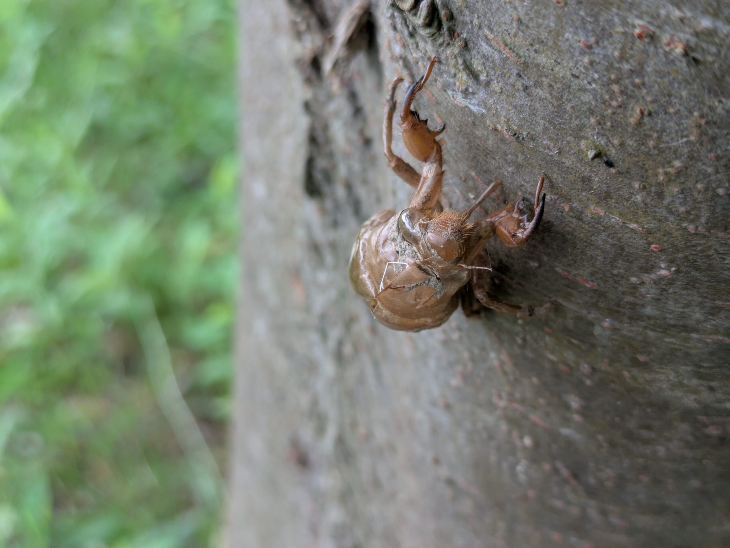 ケヤキの幹についたスジアカクマゼミの抜け殻