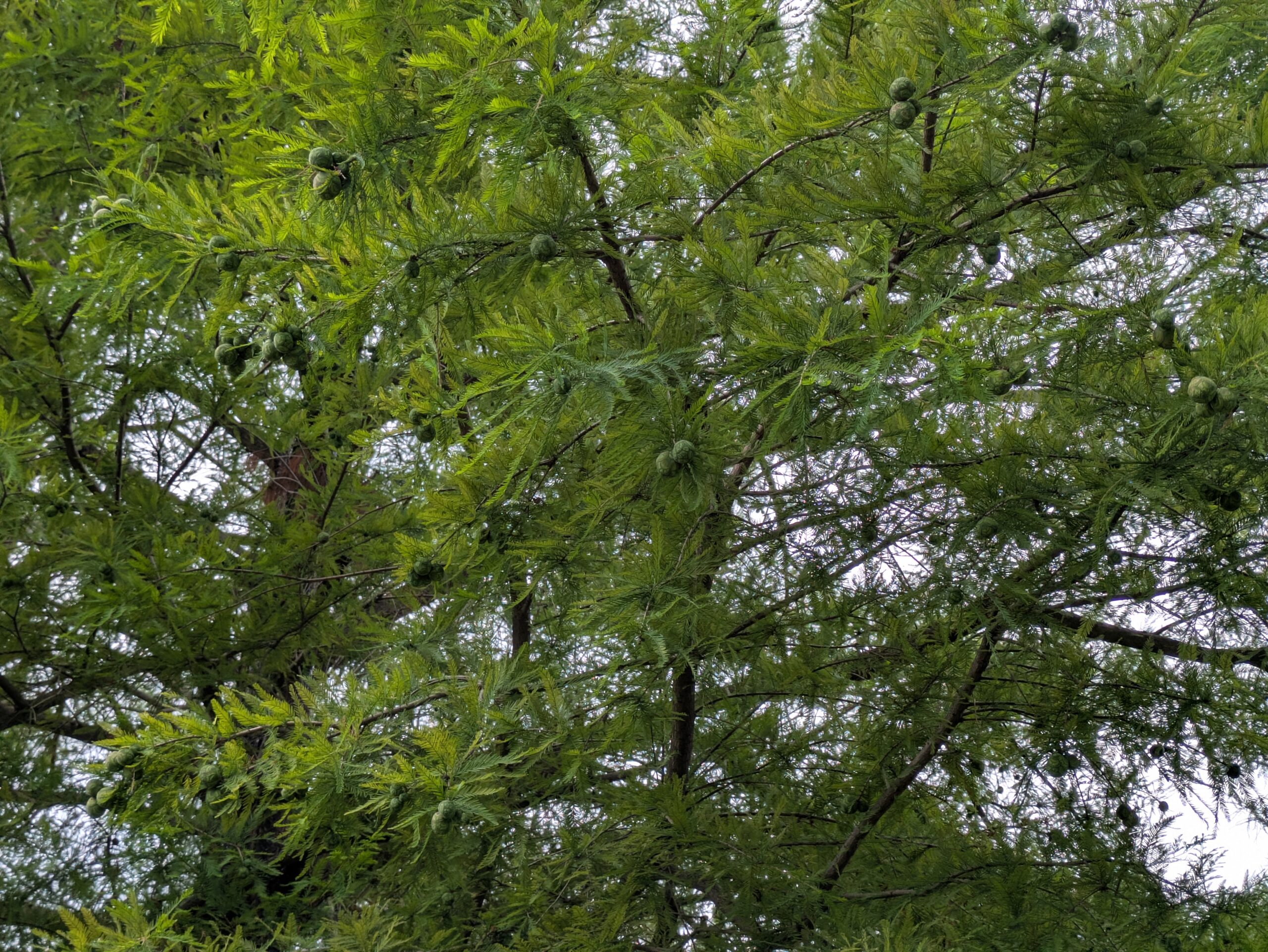 ラクウショウ（ヌマスギ）の木。青い実がたくさんついている