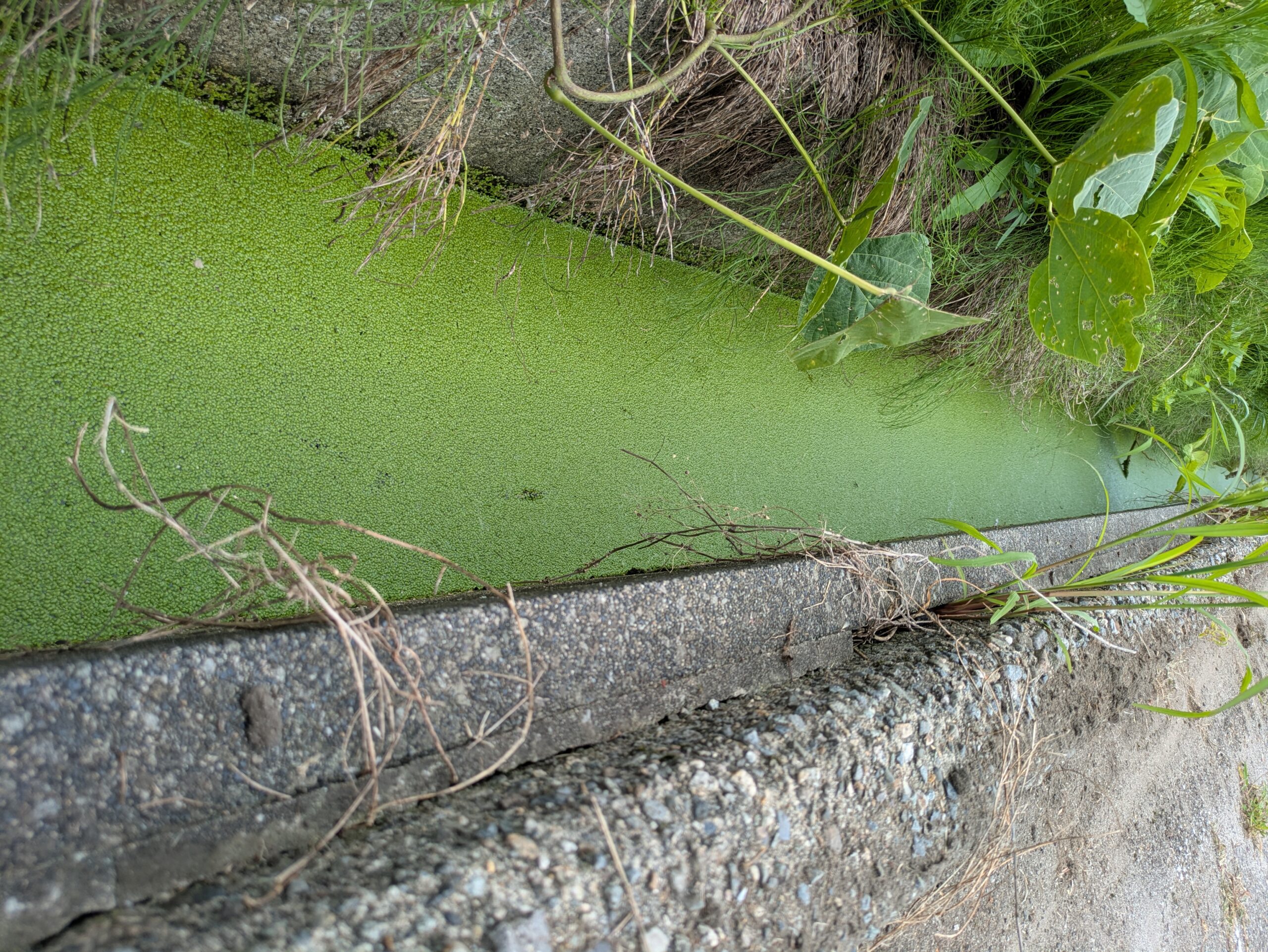 大繁殖してウキクサで緑に染まった側溝