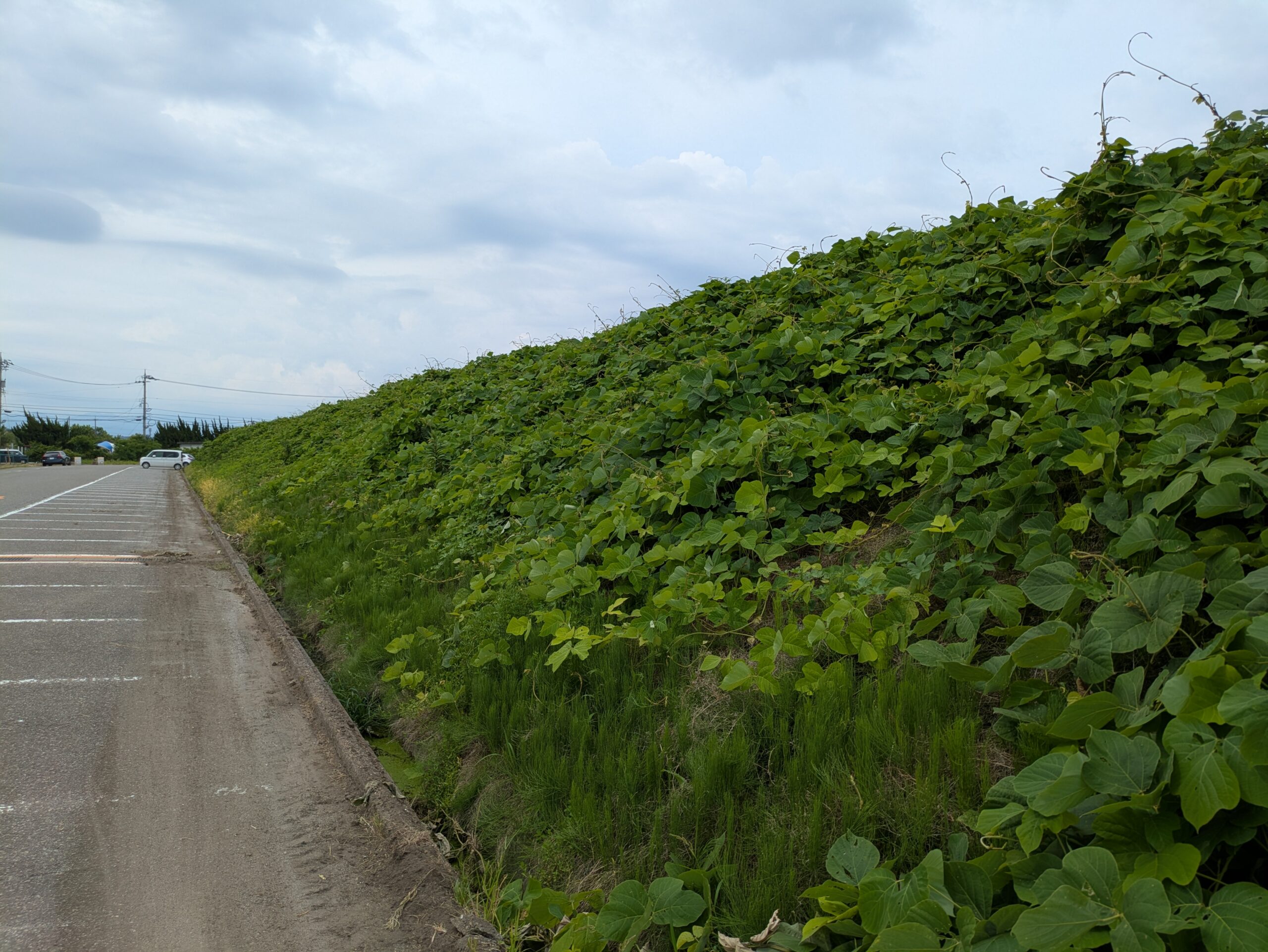 金沢競馬場裏の駐車場横にある、青々とした雑草やツル植物が一面に生い茂る大きな土手（斜面）。