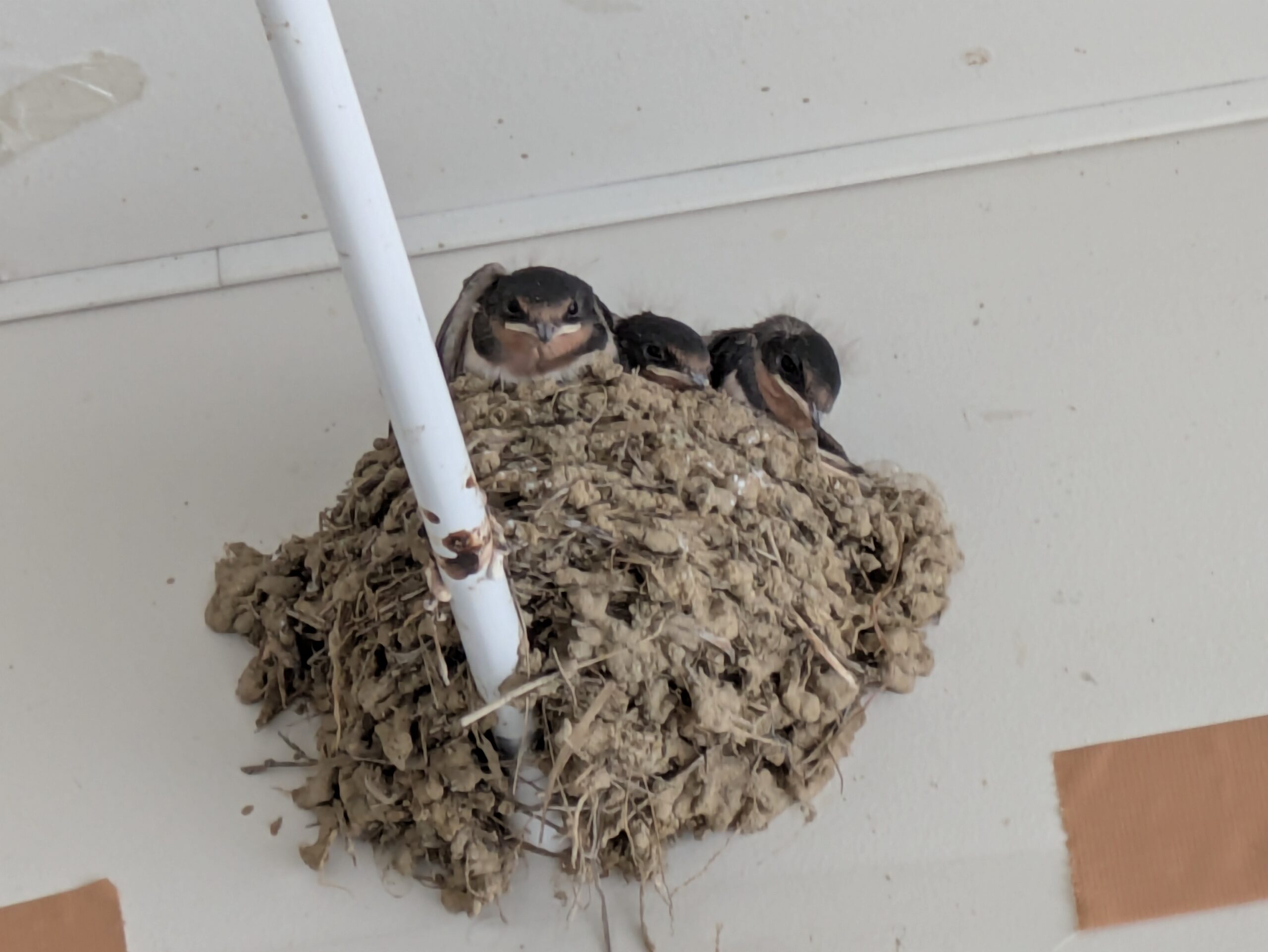 親鳥の姿に近づいてきたツバメの子供たち