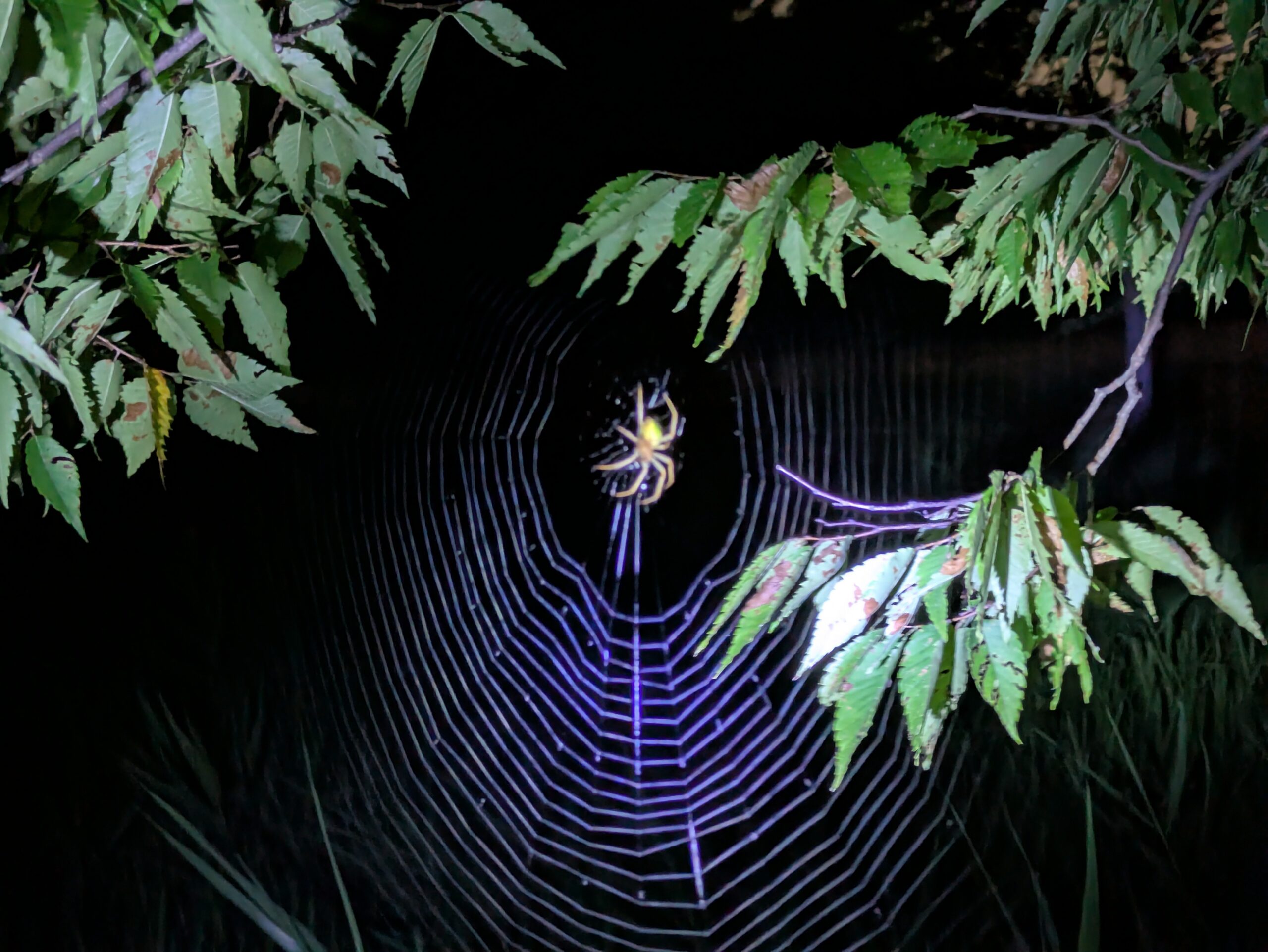 夜の公園で見つけた大きな巣を張るジョロウグモ