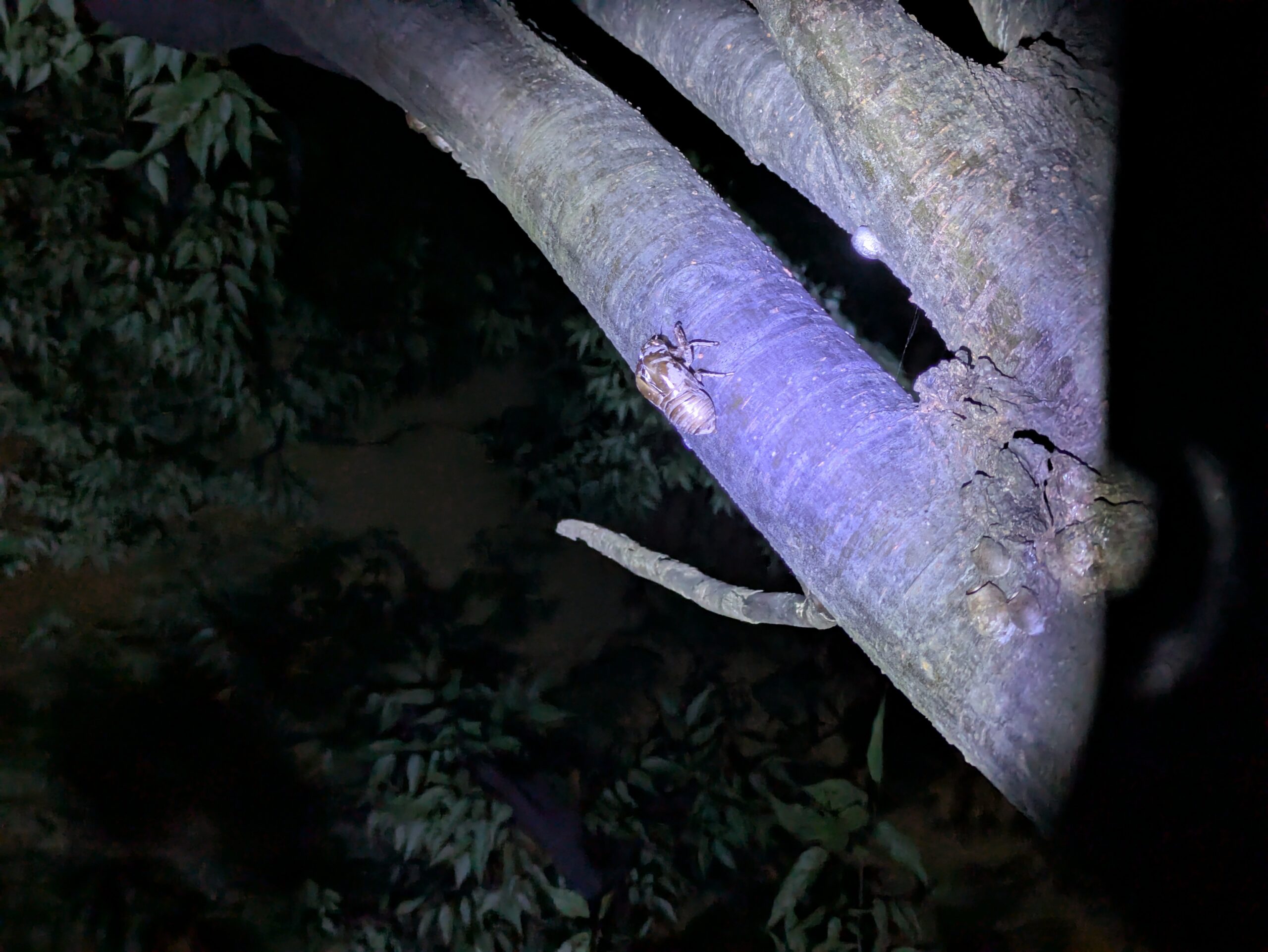 夜の公園のケヤキの木の高い位置で見つけたセミの抜け殻