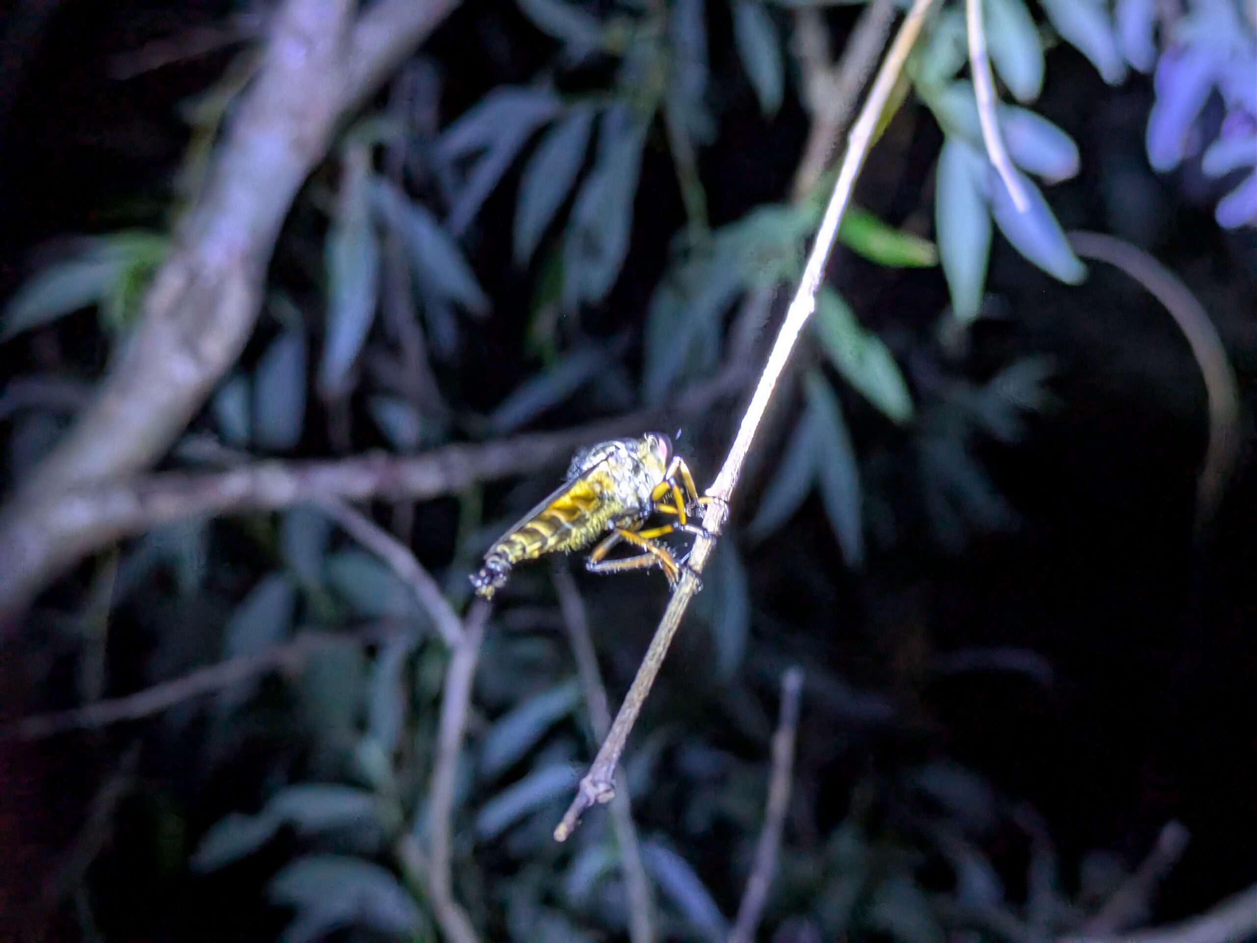 夜の公園で見つけた、葉につかまり休んでいるシオヤアブのメス