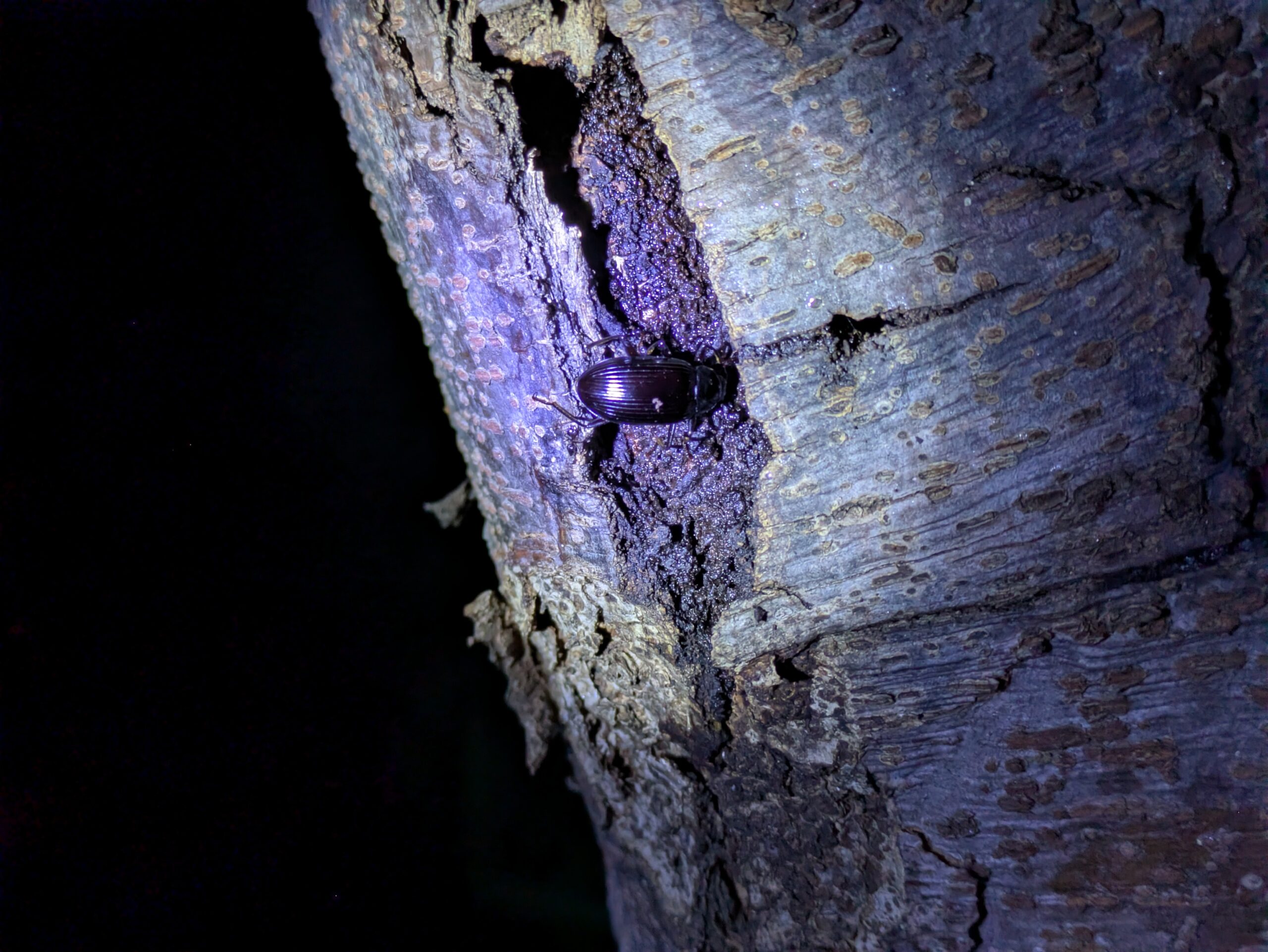 夜の公園で見つけたゴミムシダマシだと思われる個体