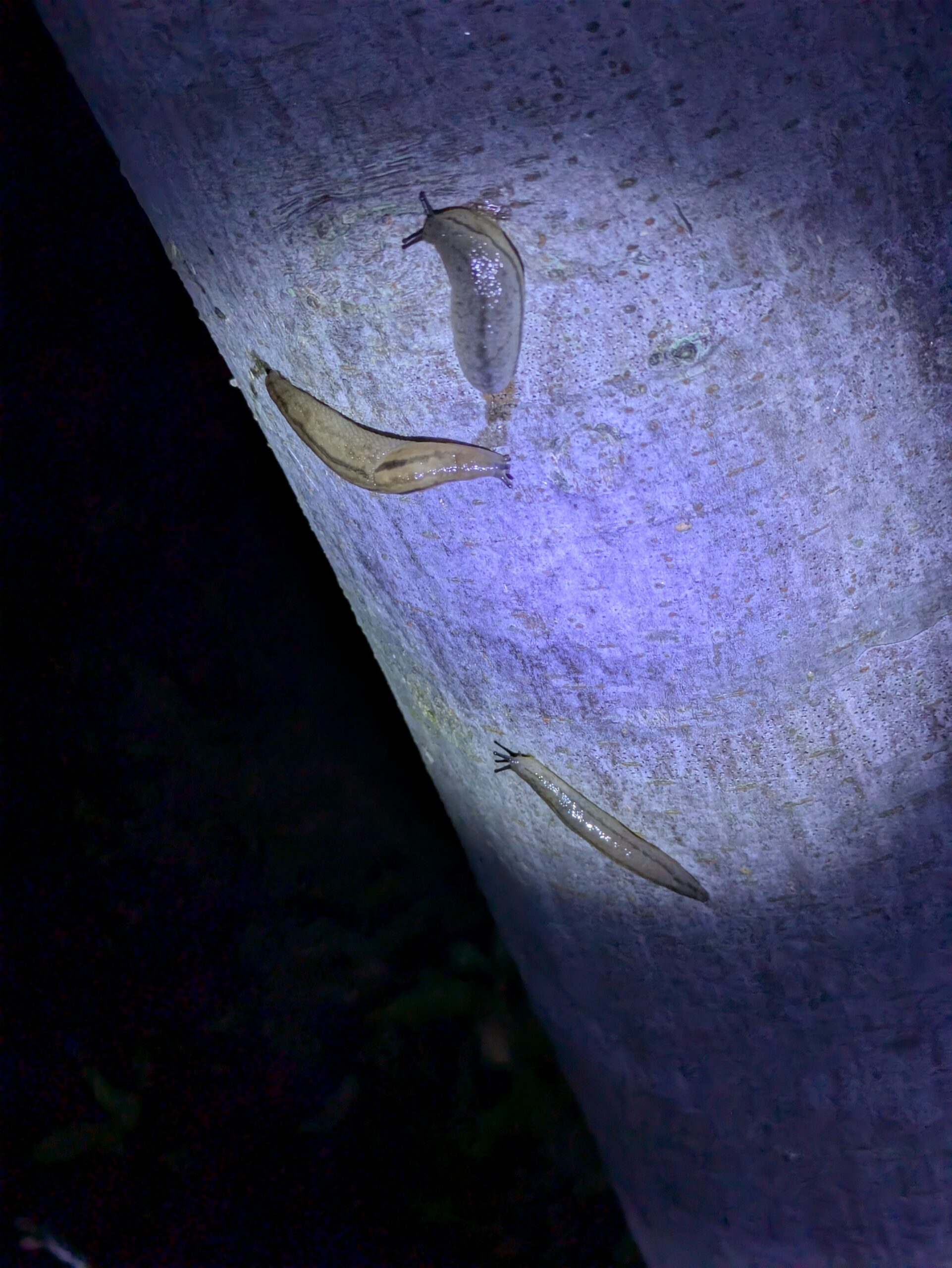 夜の公園で見つけたナメクジ。ケヤキの木にたくさんついていた