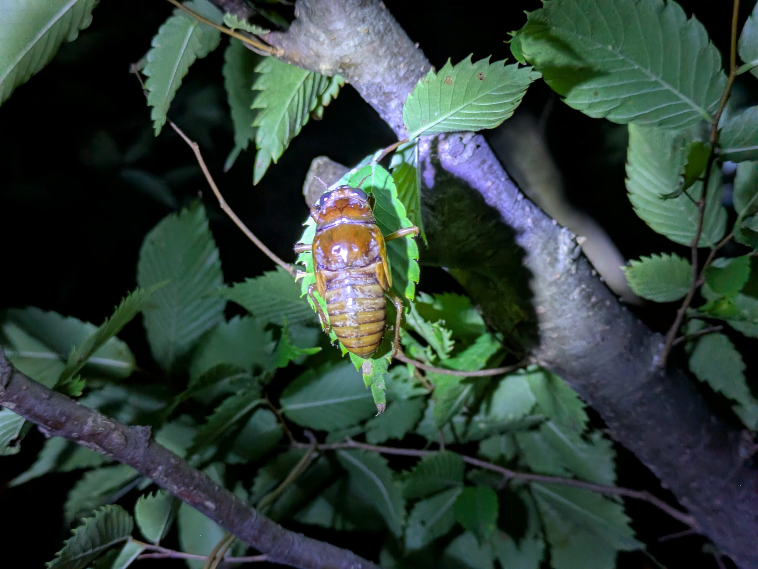 夜の公園で見つけたアブラゼミの幼虫。羽化寸前で動かなくなっている