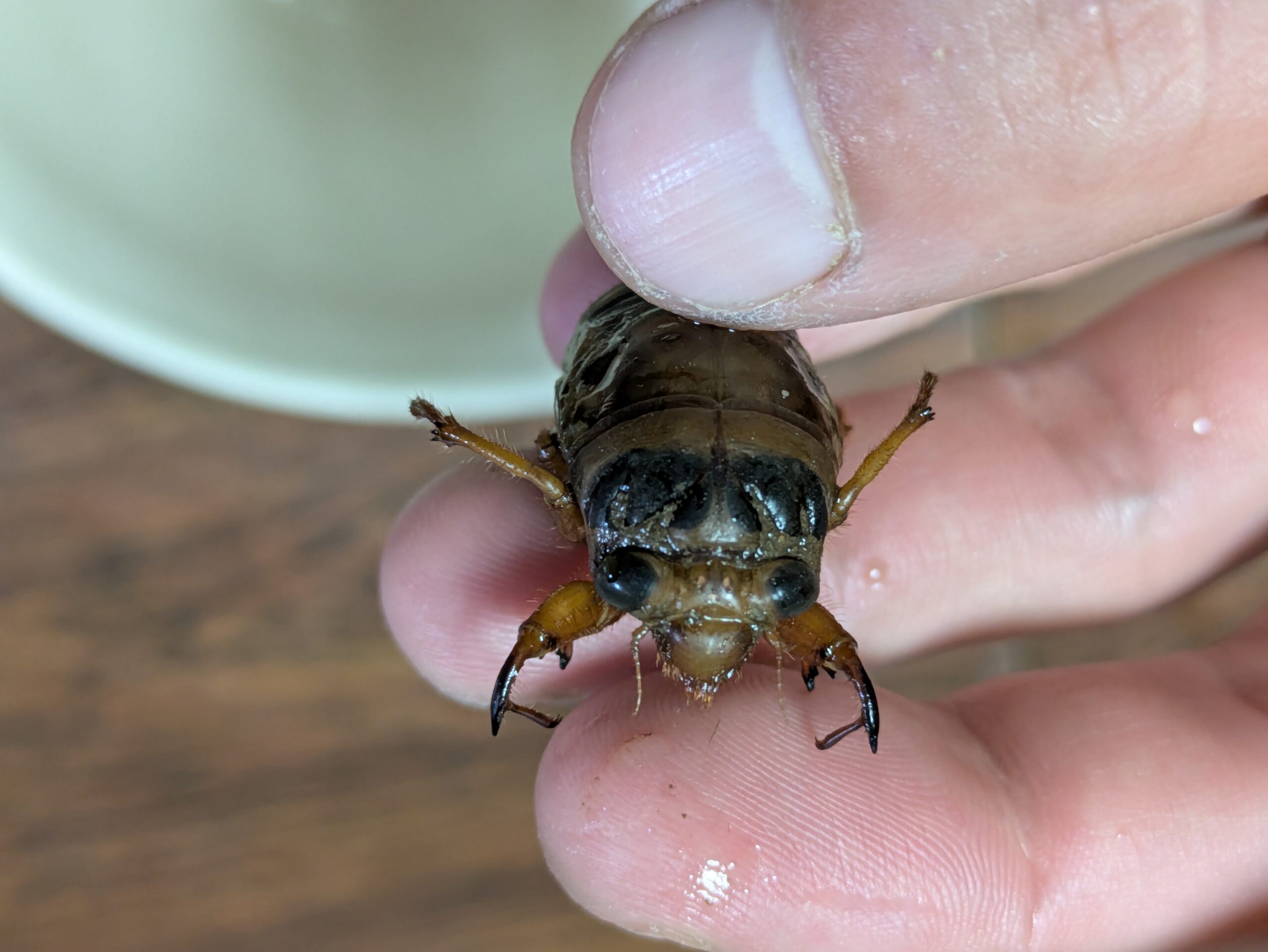 スジアカクマゼミの幼虫の正面から見た顔
