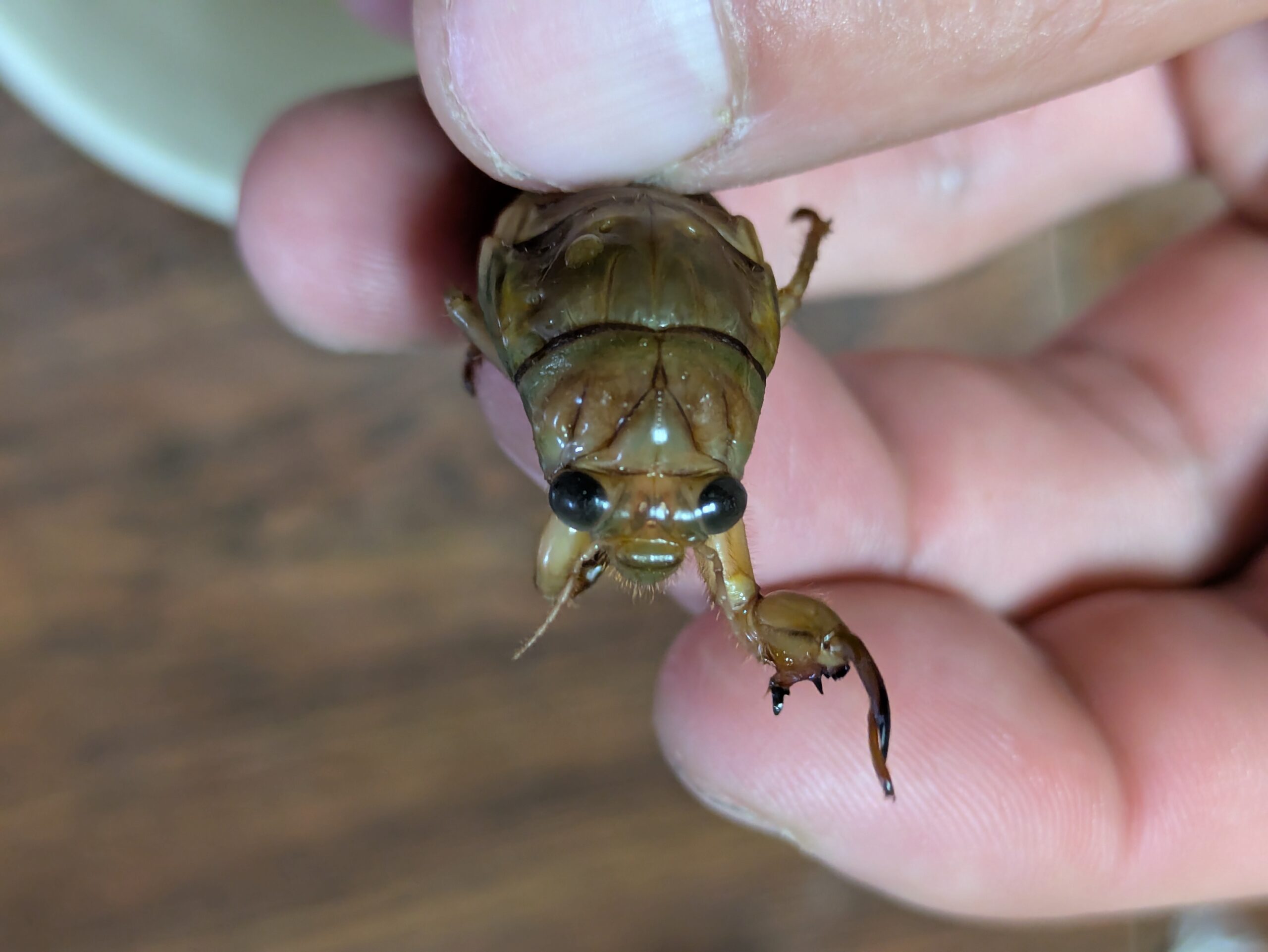 アブラゼミの幼虫の正面から見た顔