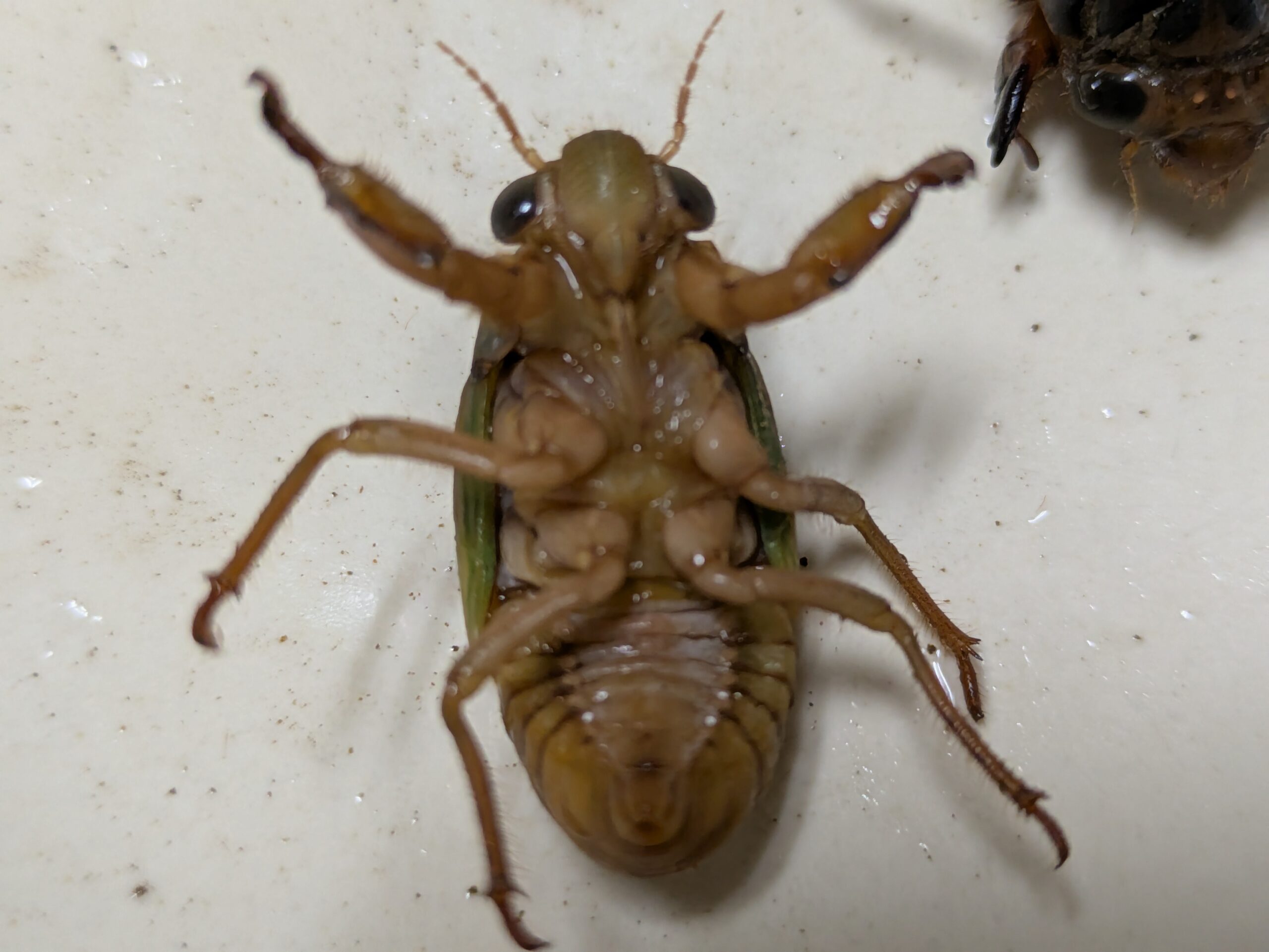 アブラゼミの幼虫の腹