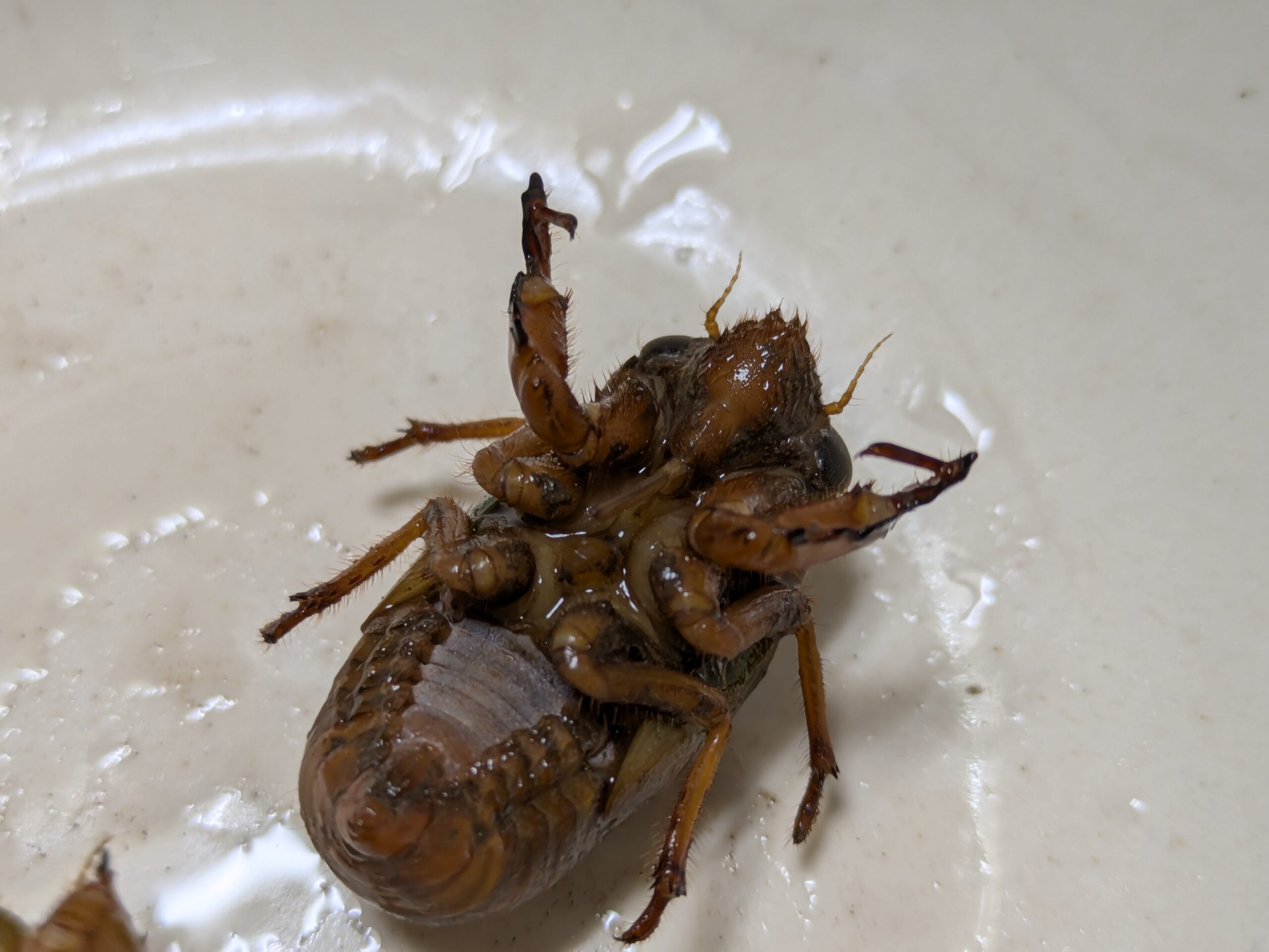 スジアカクマゼミの幼虫の腹