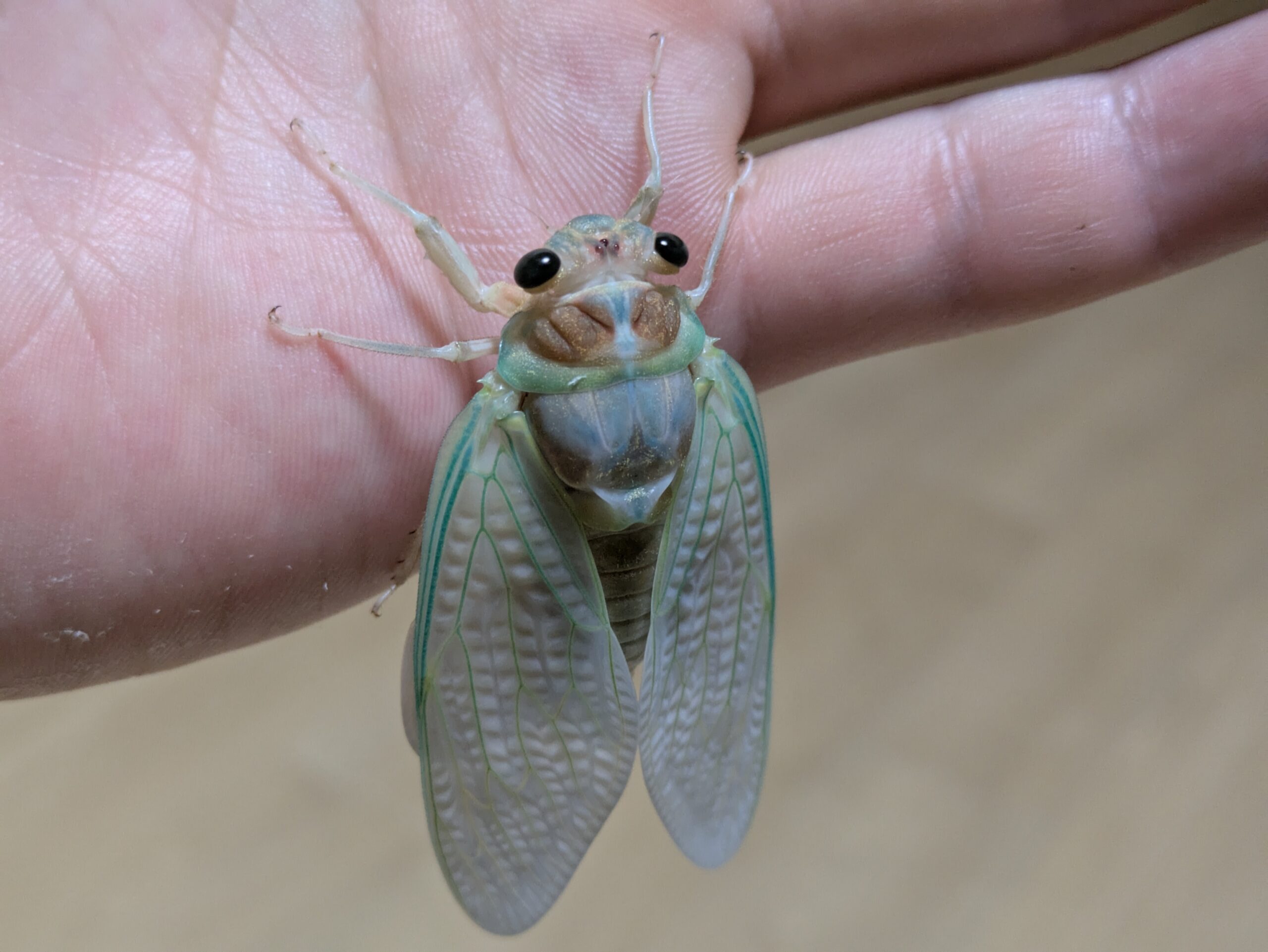 羽化後、まだ色づく前の体色が白いアブラゼミ