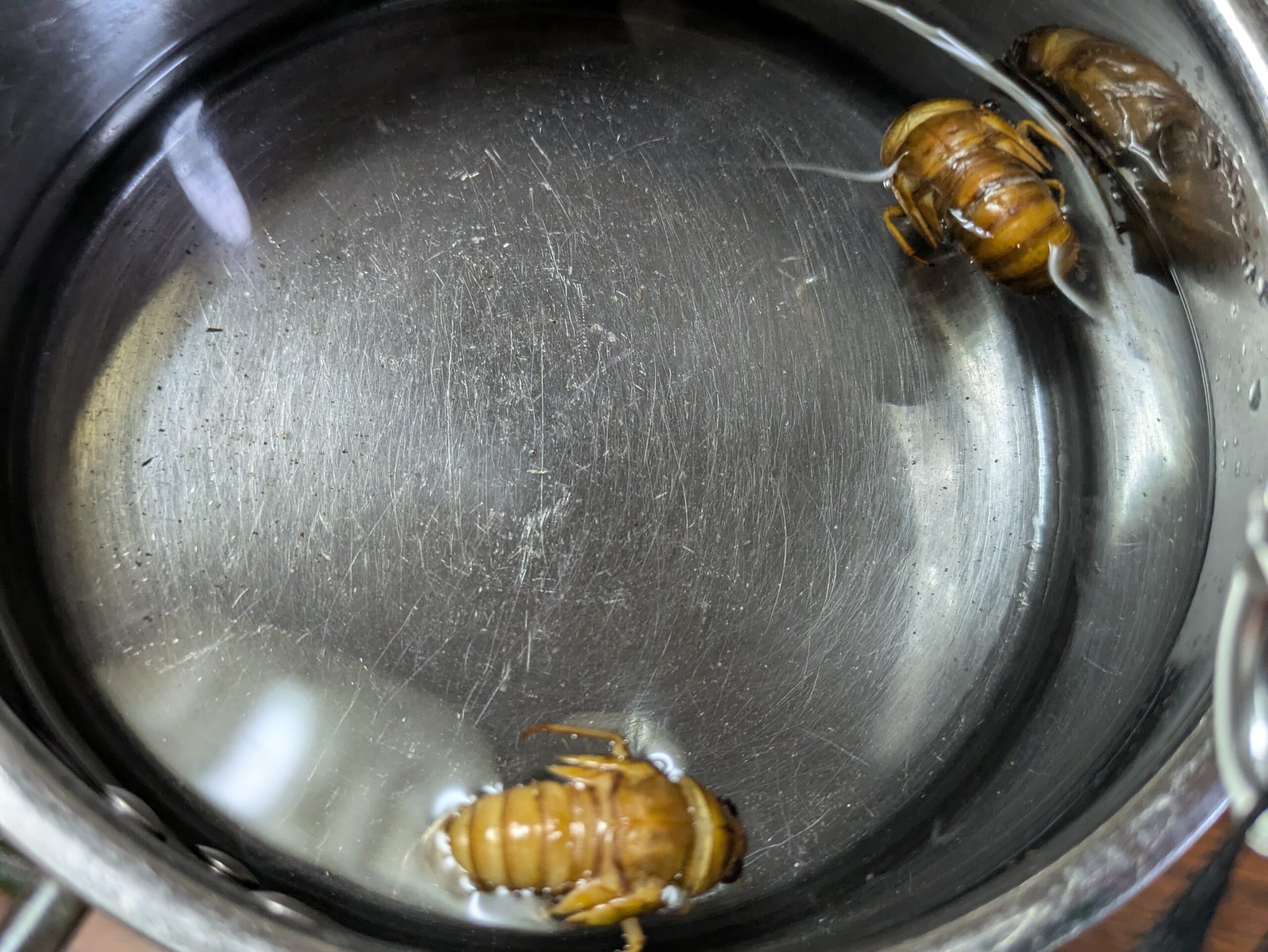 お湯に入れボイルしたアブラゼミとスジアカクマゼミの幼虫