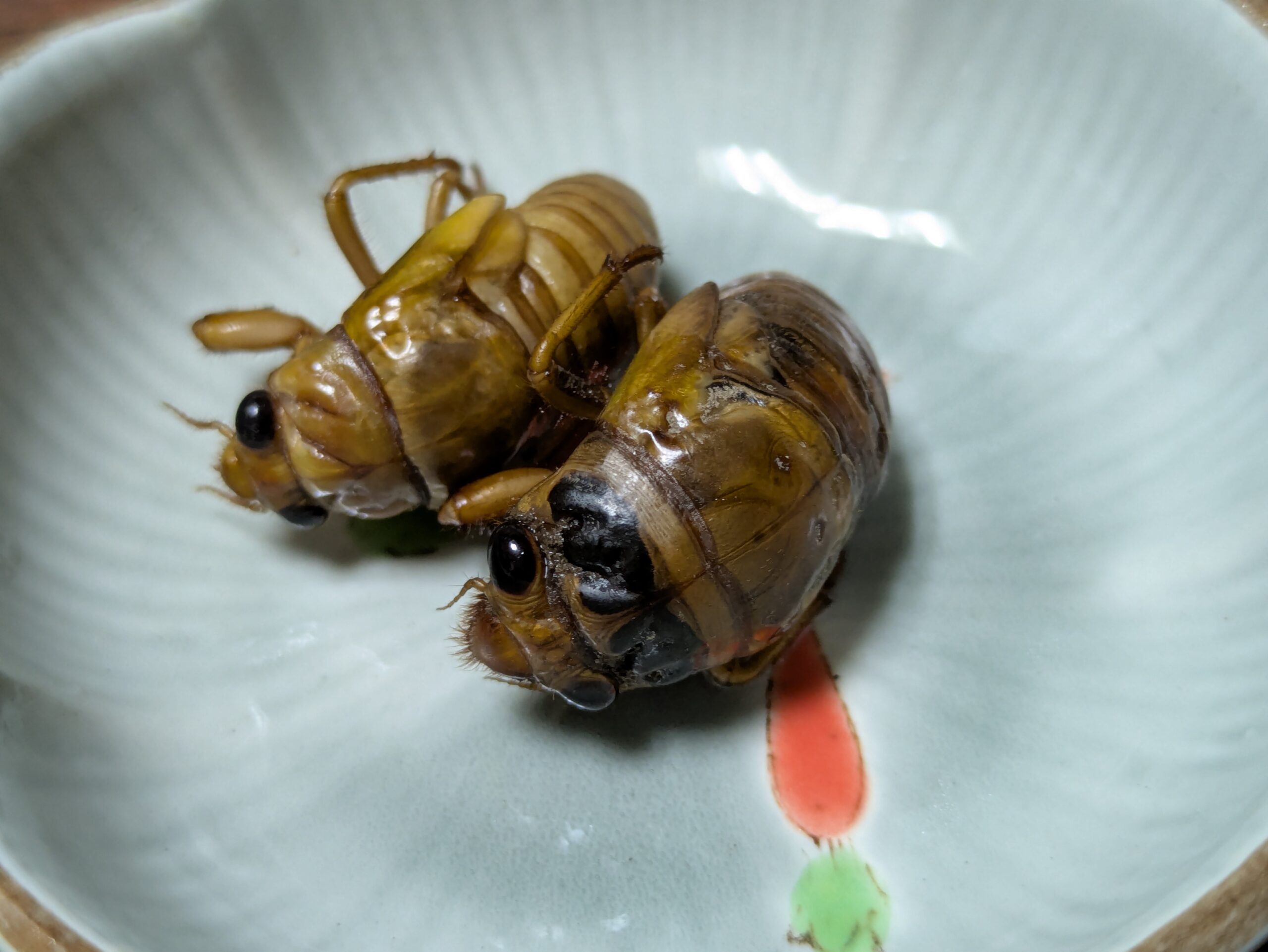 ボイル後に乾煎りして水分を飛ばしたアブラゼミとスジアカクマゼミの幼虫