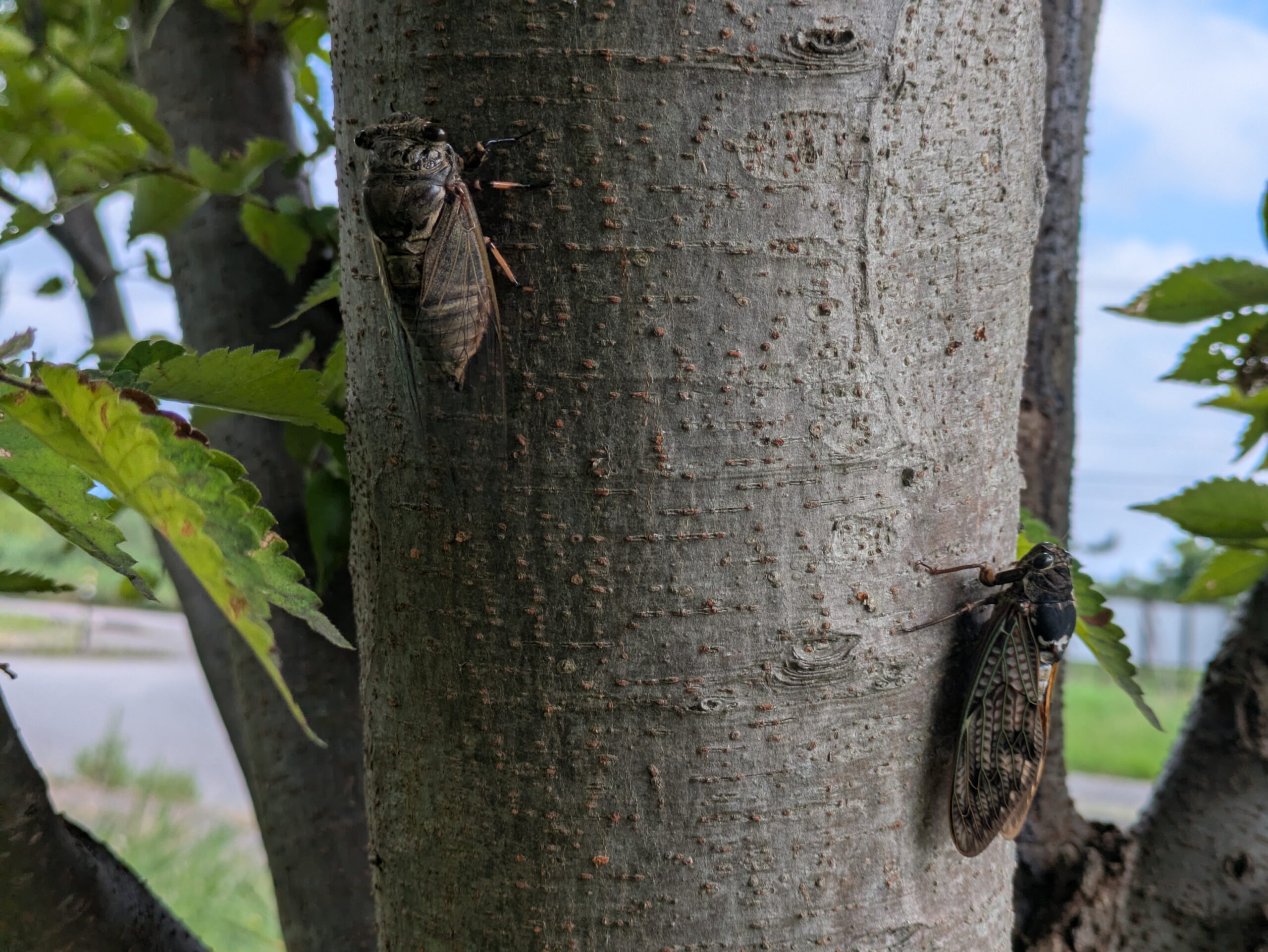 木を登っていくアブラゼミとスジアカクマゼミ