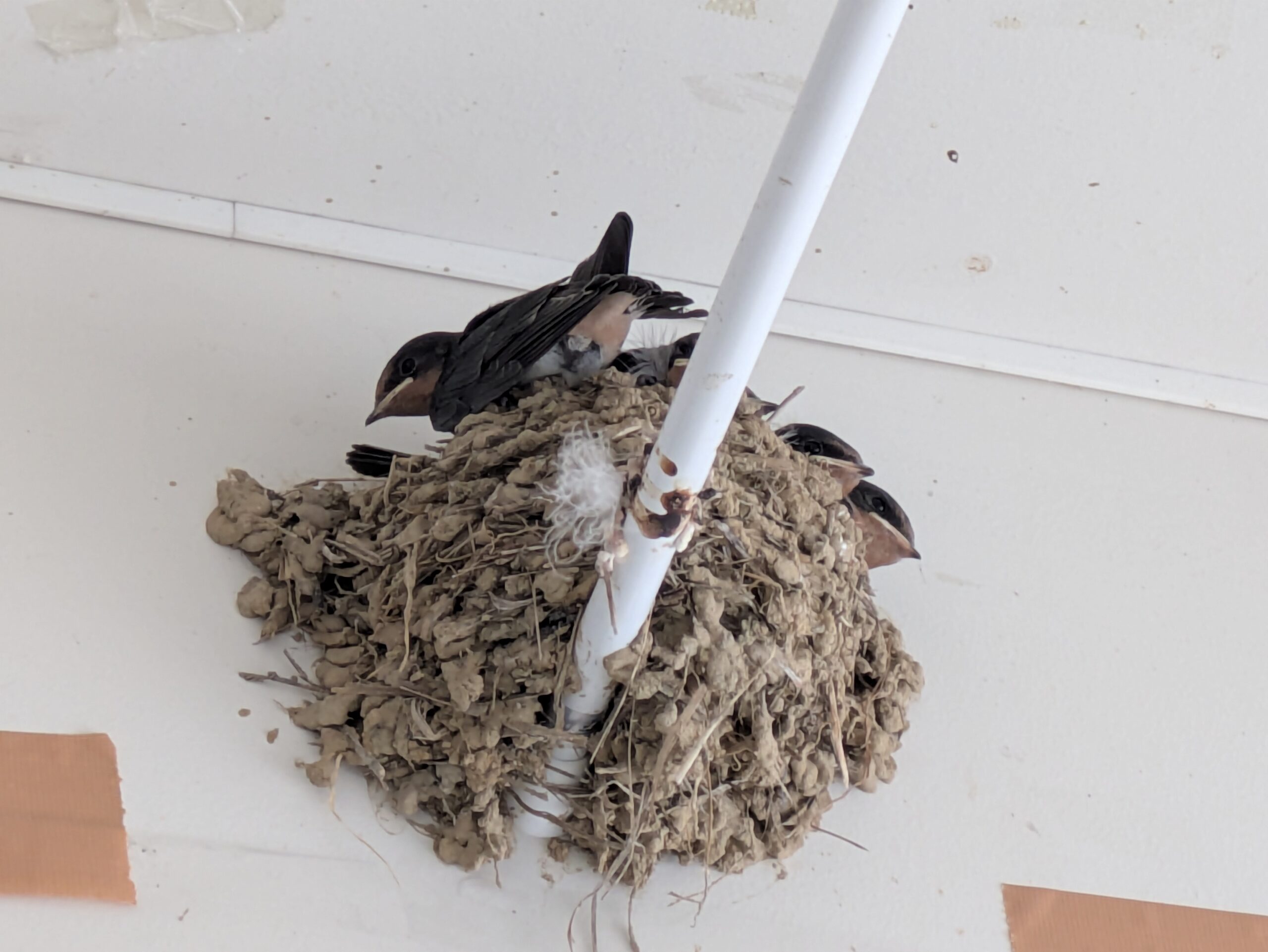 産毛が見えなくなり、飛び立つ間際のツバメのヒナ
