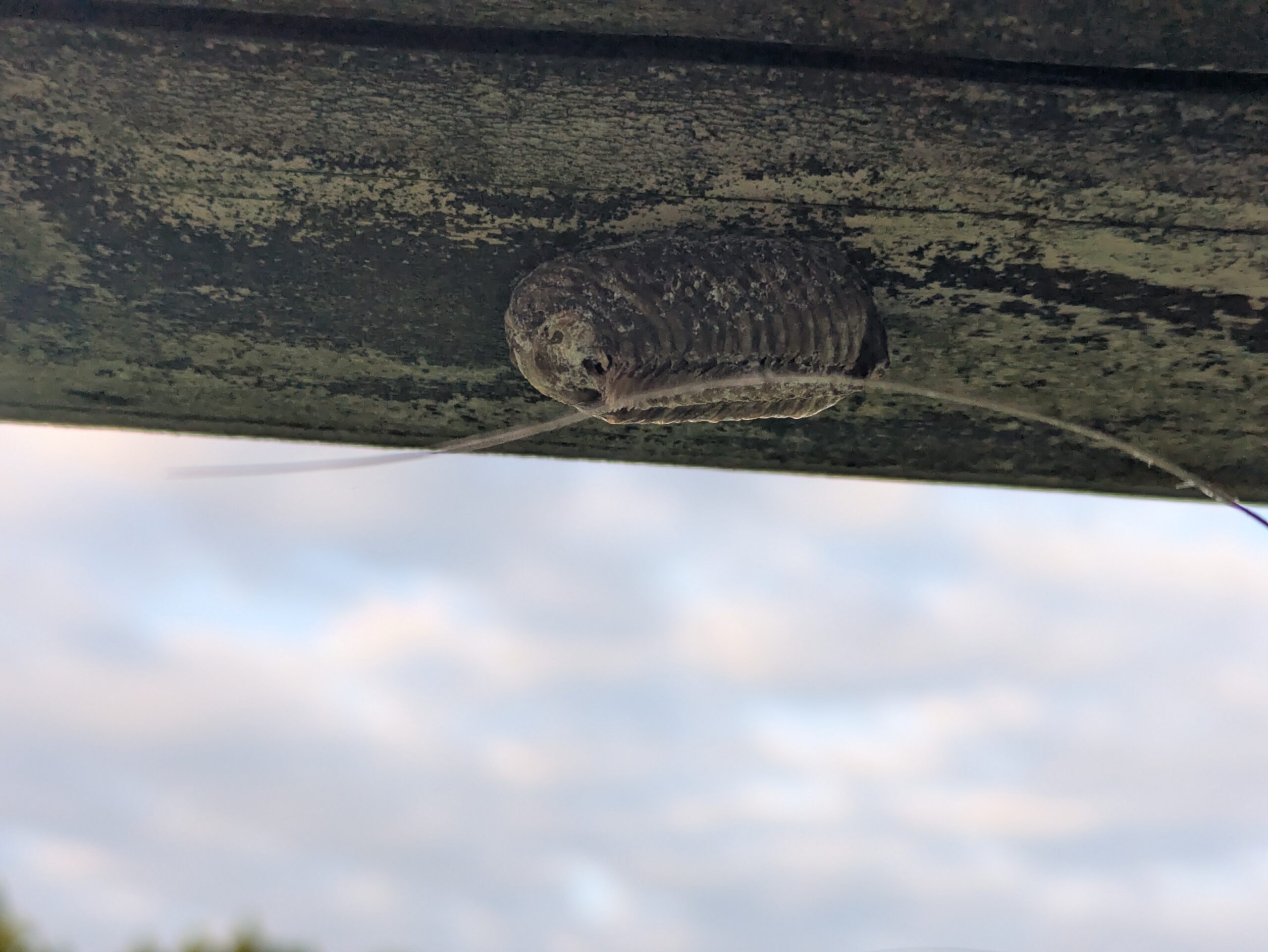 木の手すりの下に隠れていたカマキリの卵