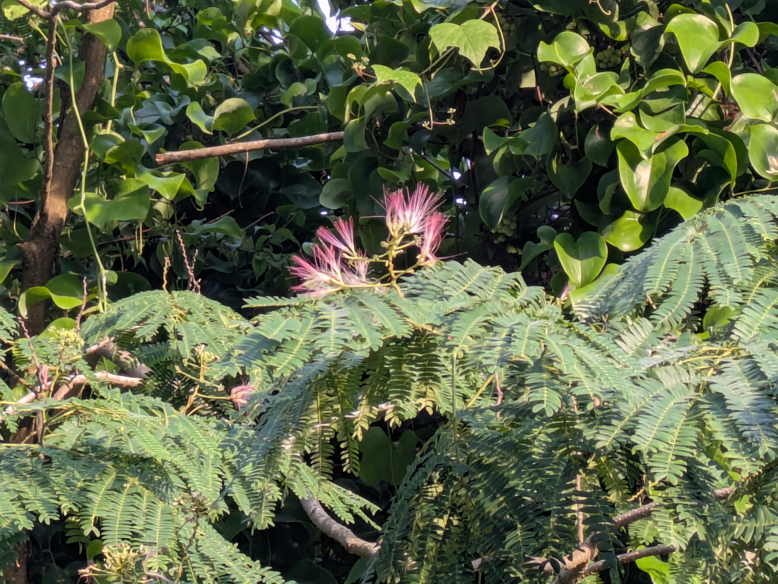 午前６時前に見つけた元気に咲くネムノキの花