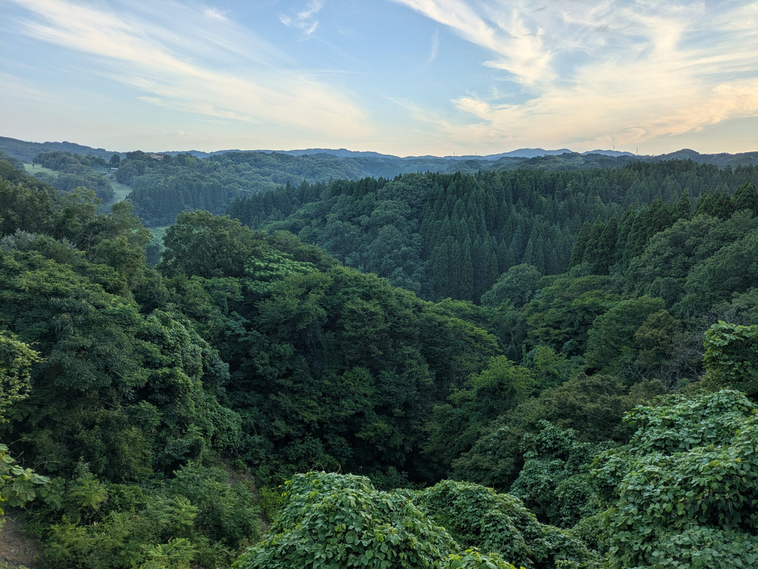 早朝の山の上から見た深い森が広がる様子７月