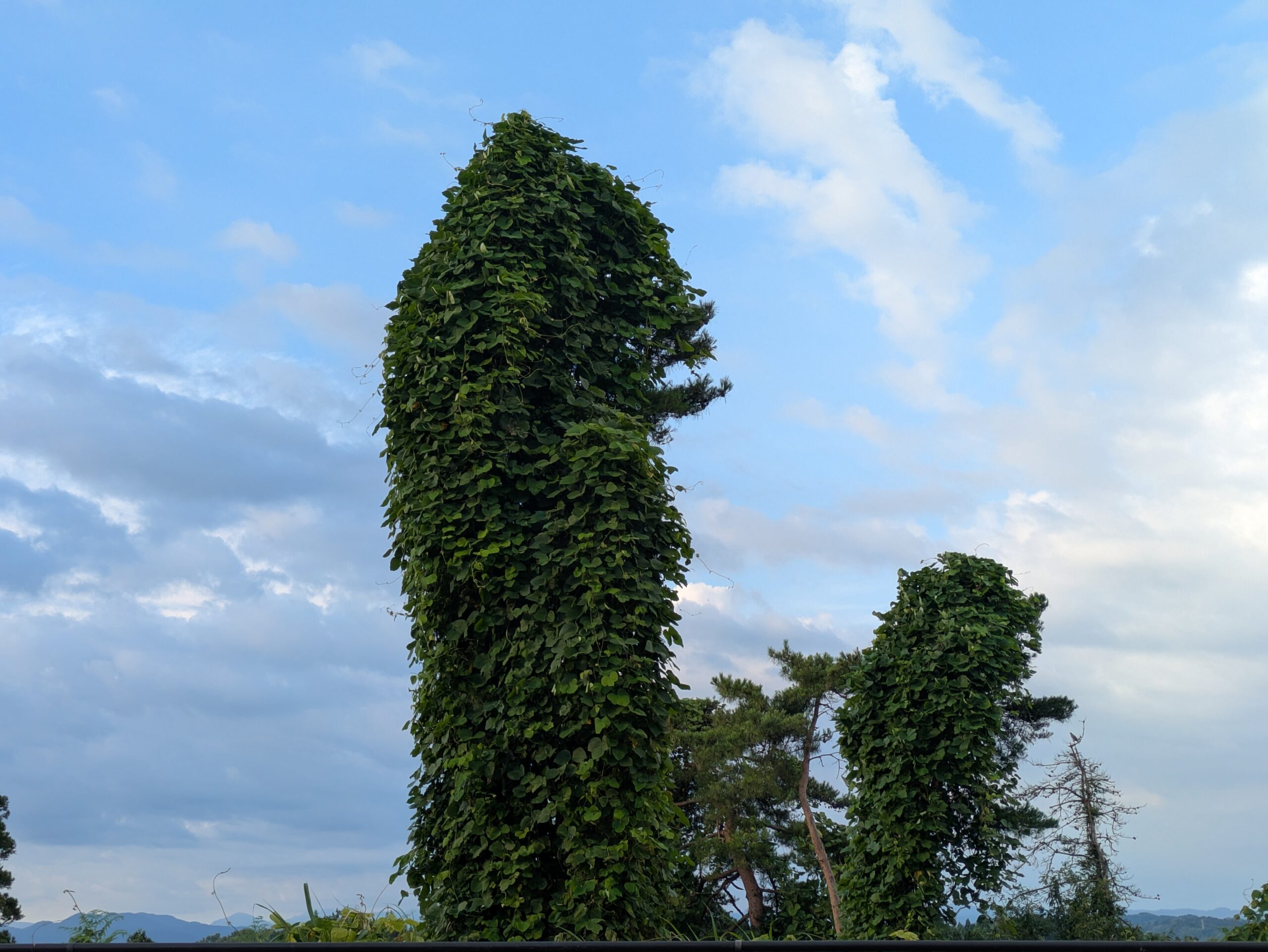 葛葉に覆いつくされ、下の木が隠れた様子