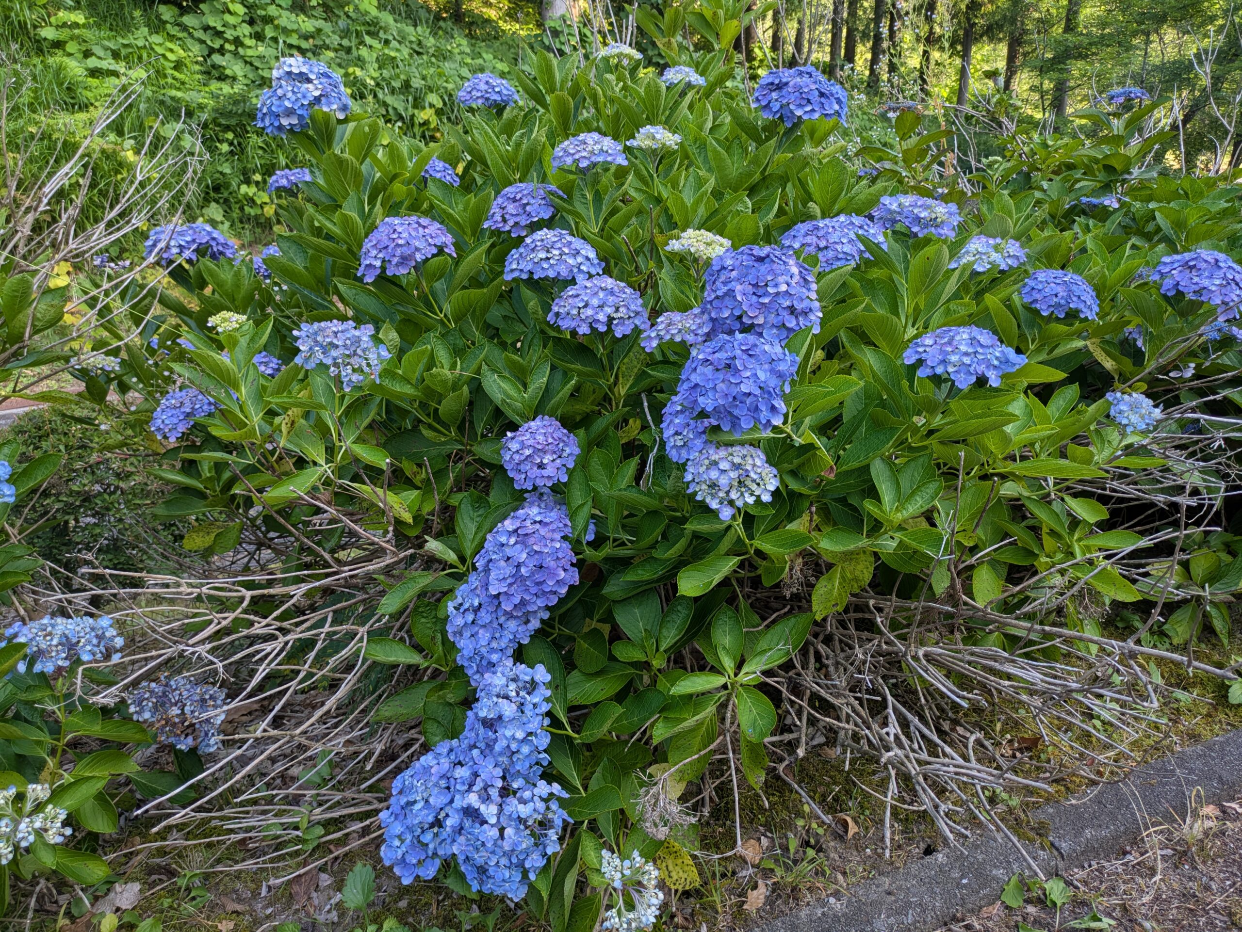 ７月中旬、まだ元気に咲いているホンアジサイ