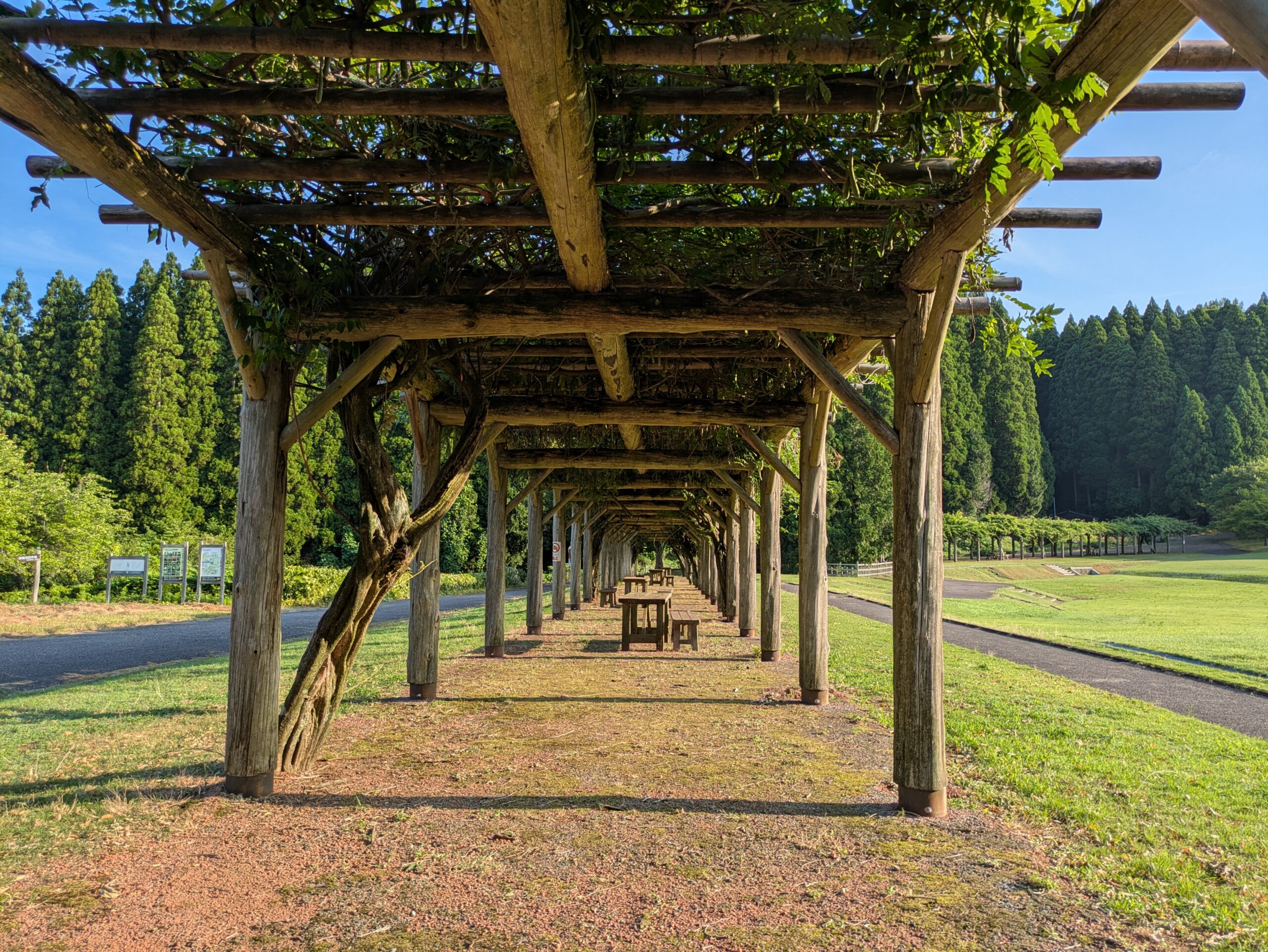 石川県森林公園の緑化の広場にある藤棚を下から見た光景７月