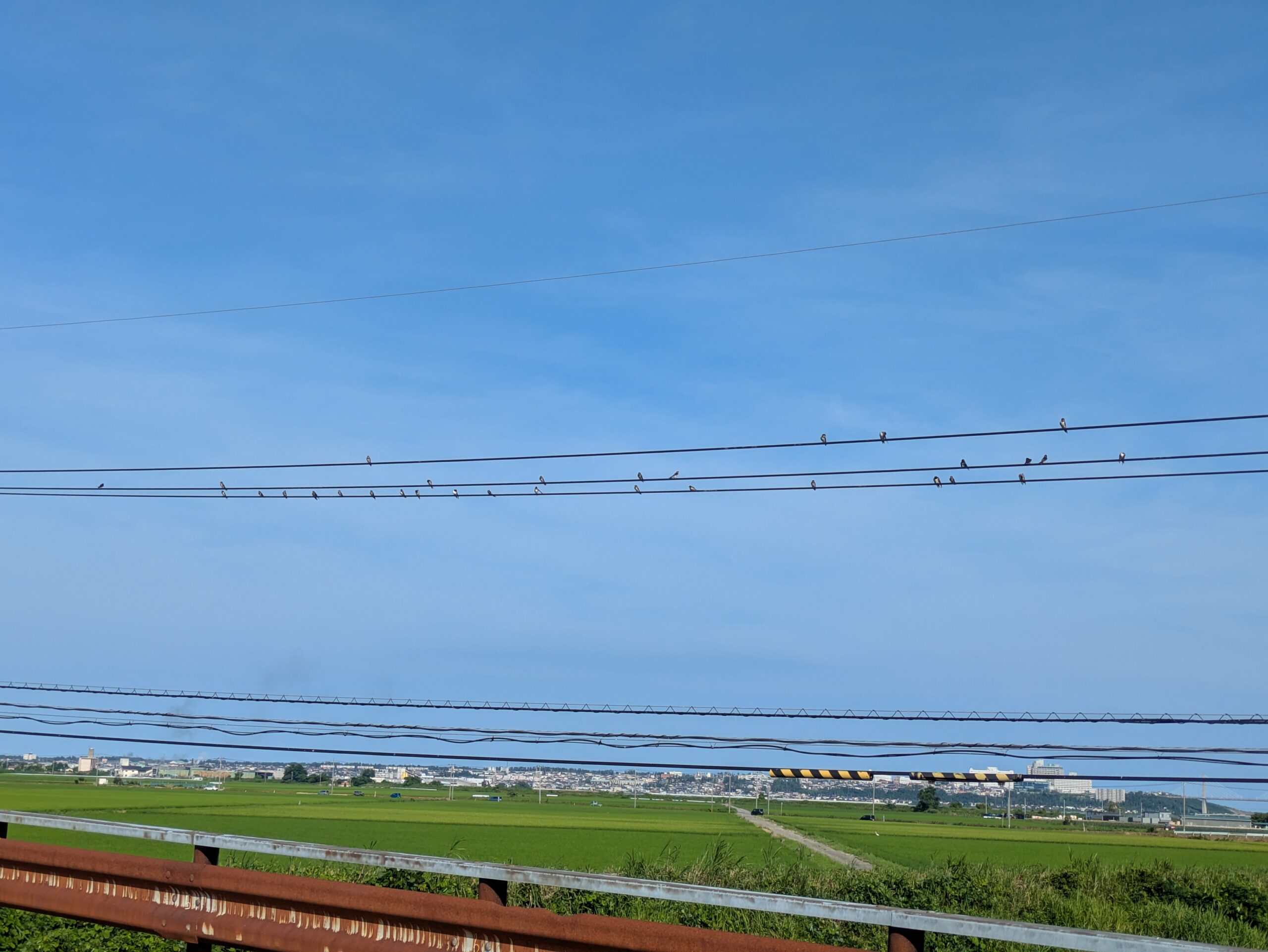 河北潟周辺の川の上で餌をとっていたツバメの群れ