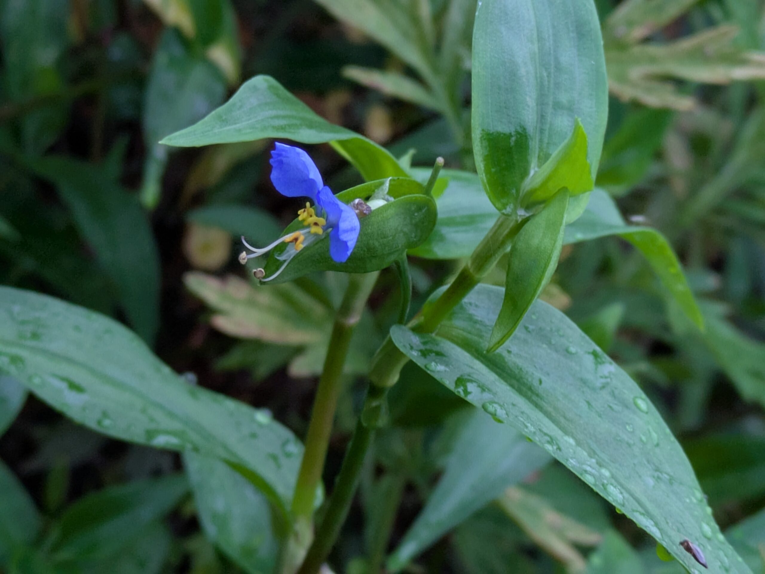 田んぼ周辺で咲いていた青いツユクサの花