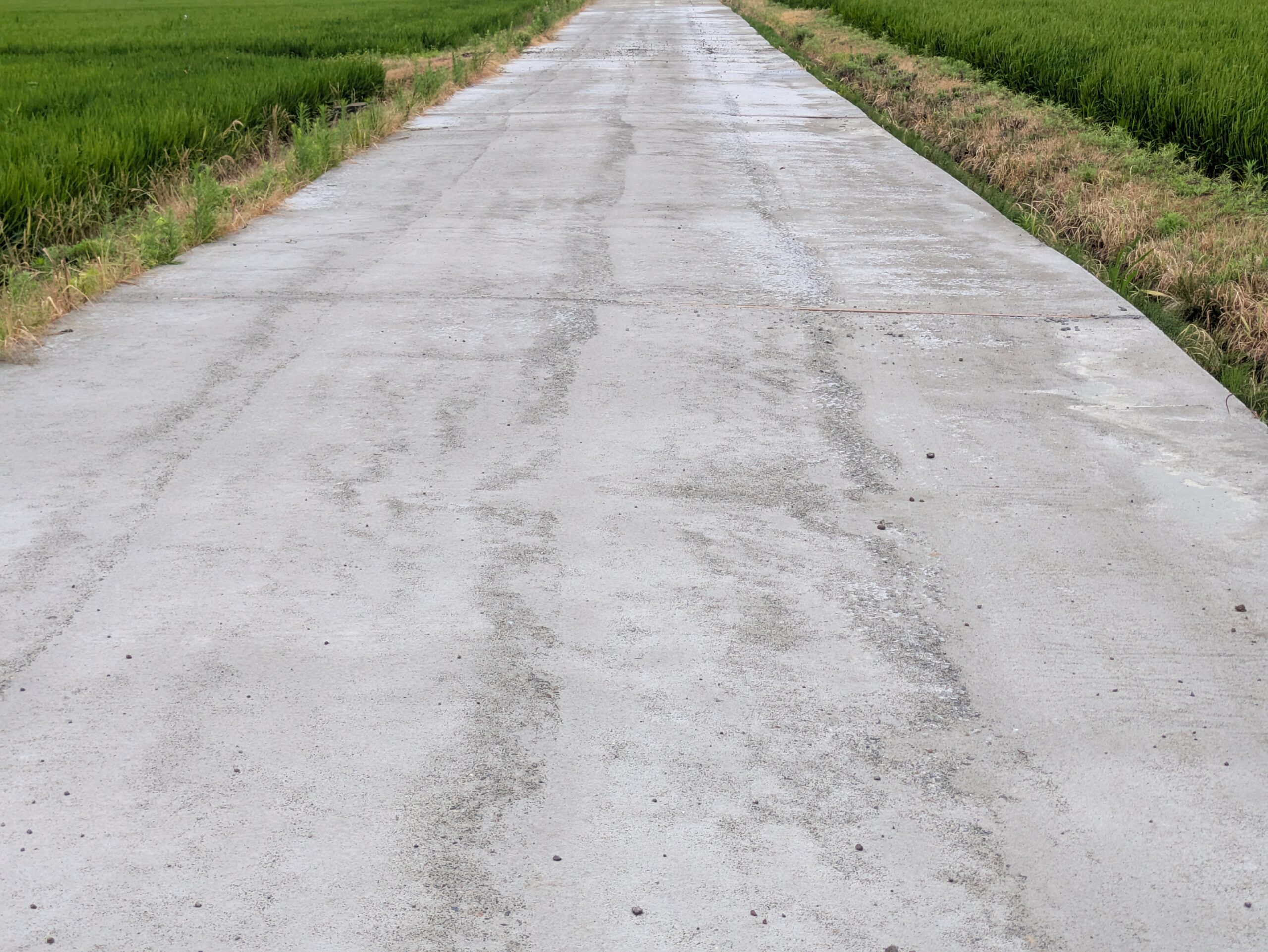雨上がりにミミズを探した田んぼ沿いの道