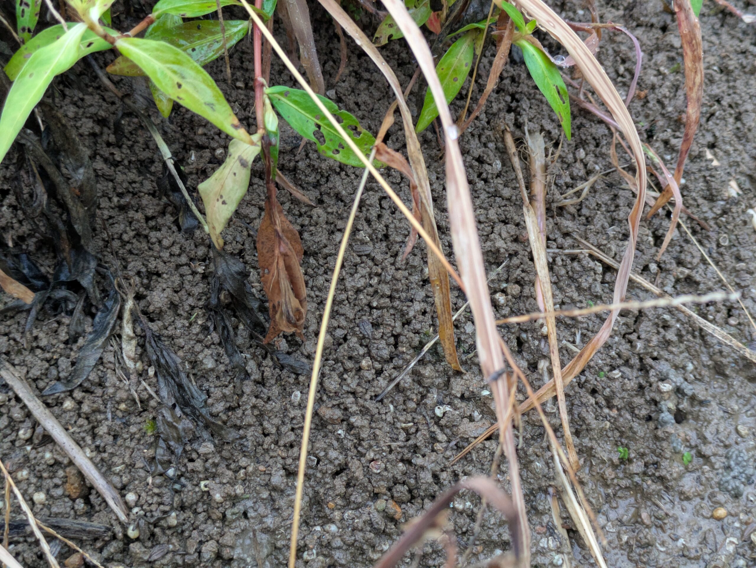 田んぼ周辺の地面に積み上げられたミミズのふん