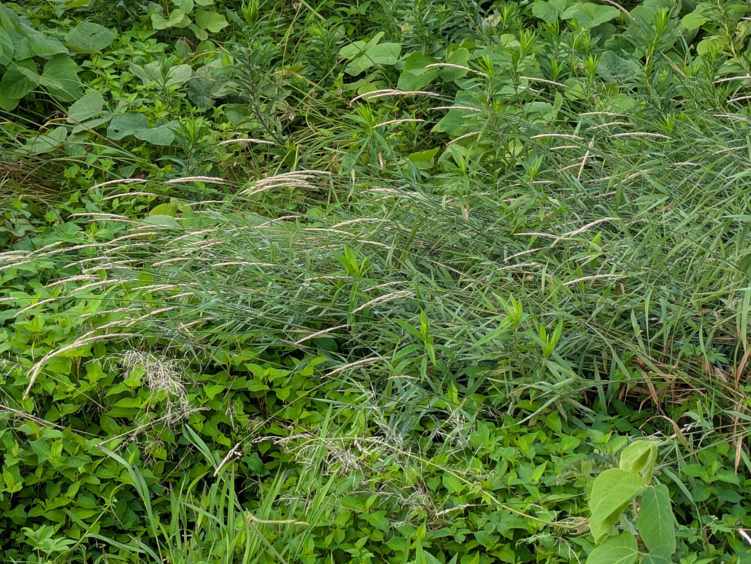 田んぼの中に生えていた種類不明のイネ科植物