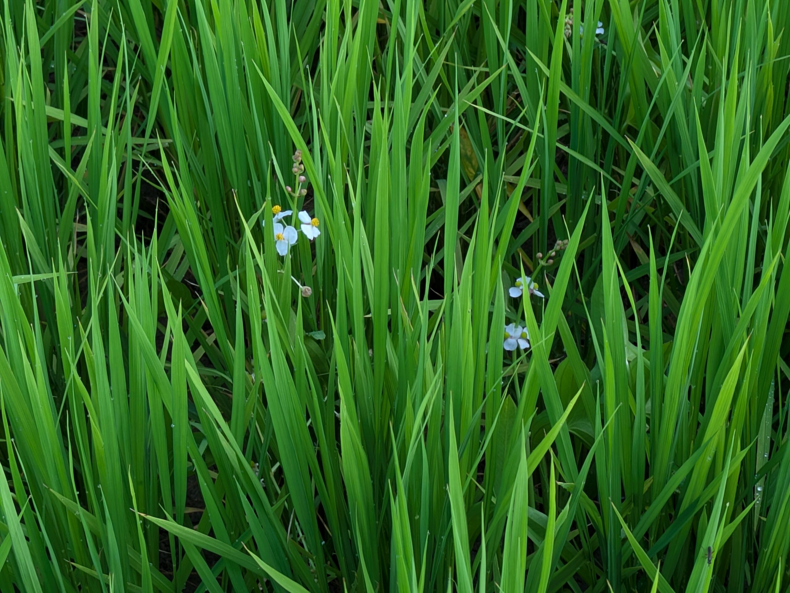 田んぼのイネに隠れて咲いていたオモダカの白い花
