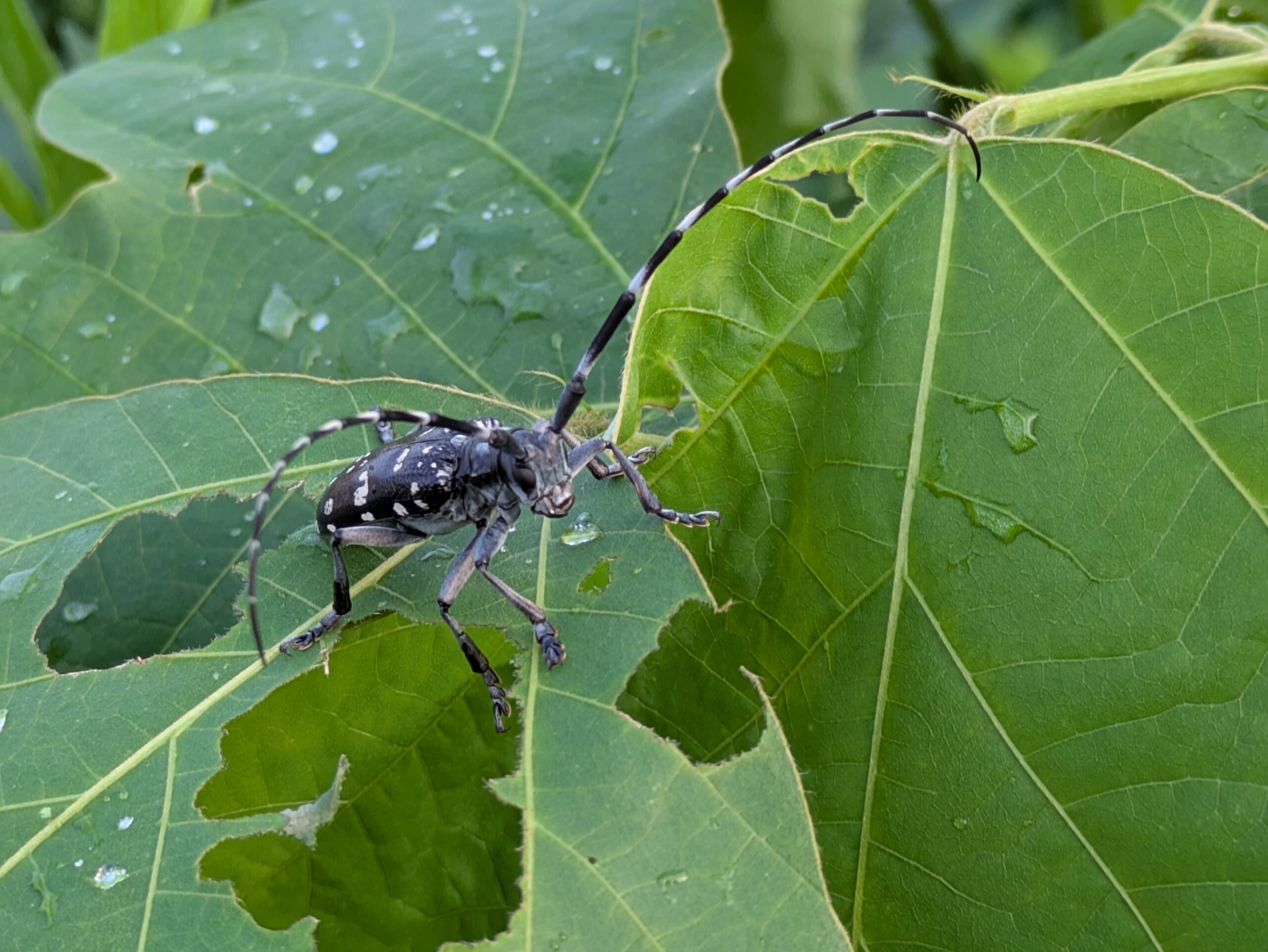 クズの葉を食べるゴマダラカミキリ
