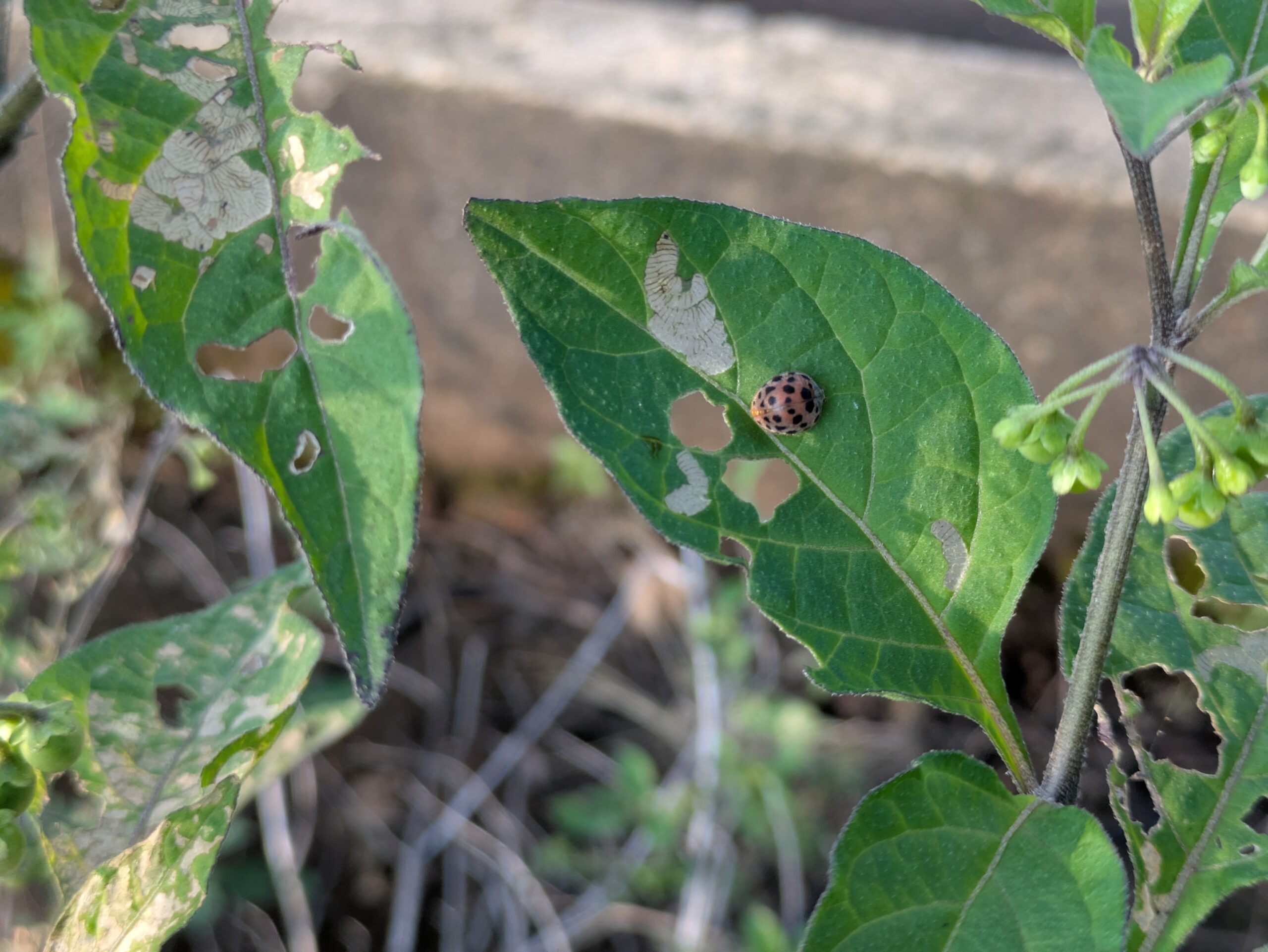 イヌホオズキの葉にいたニジュウヤホシテントウの成虫