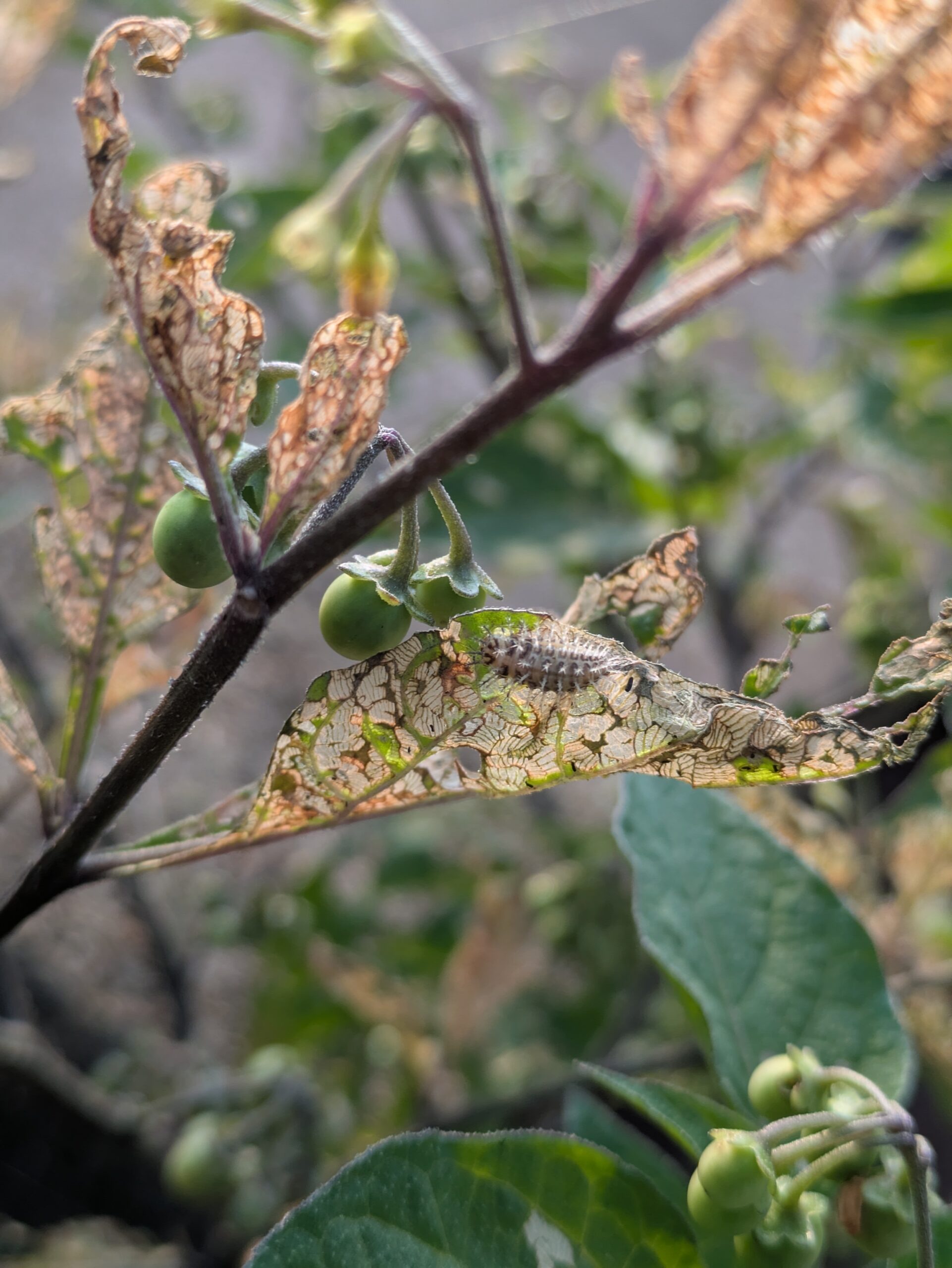 イヌホオズキの葉を食べるニジュウヤホシテントウの幼虫