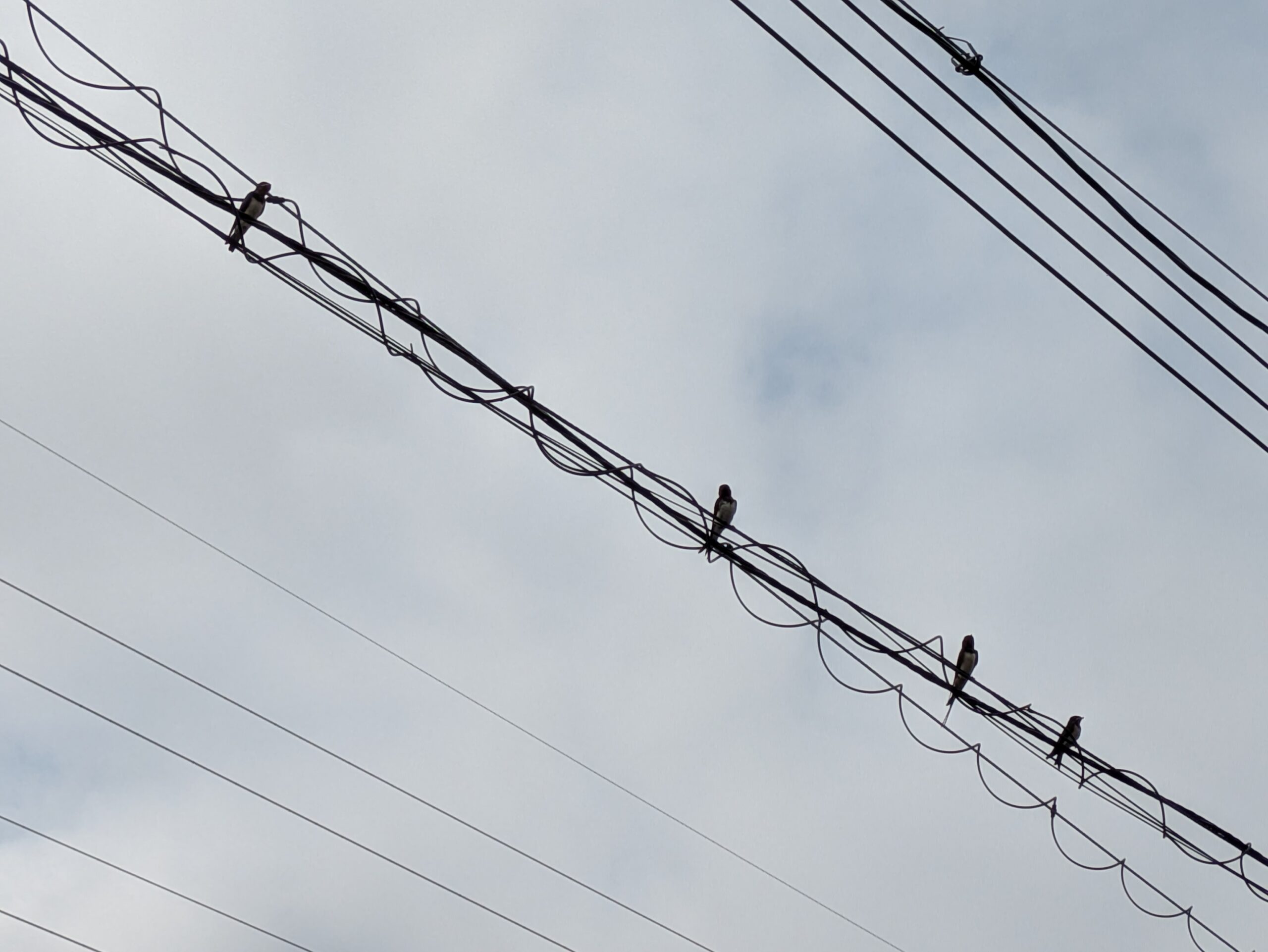 巣の近くの電線に集まる巣立ったツバメのヒナ