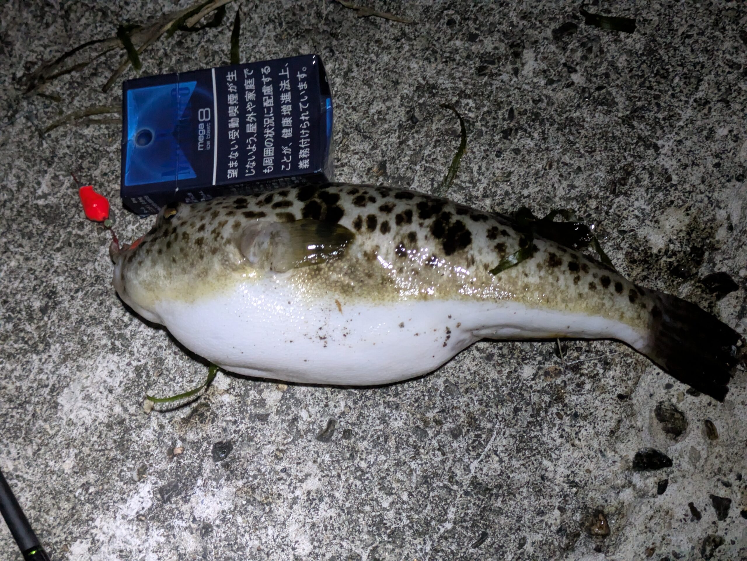 滝港で最初に釣れた大きなフグ