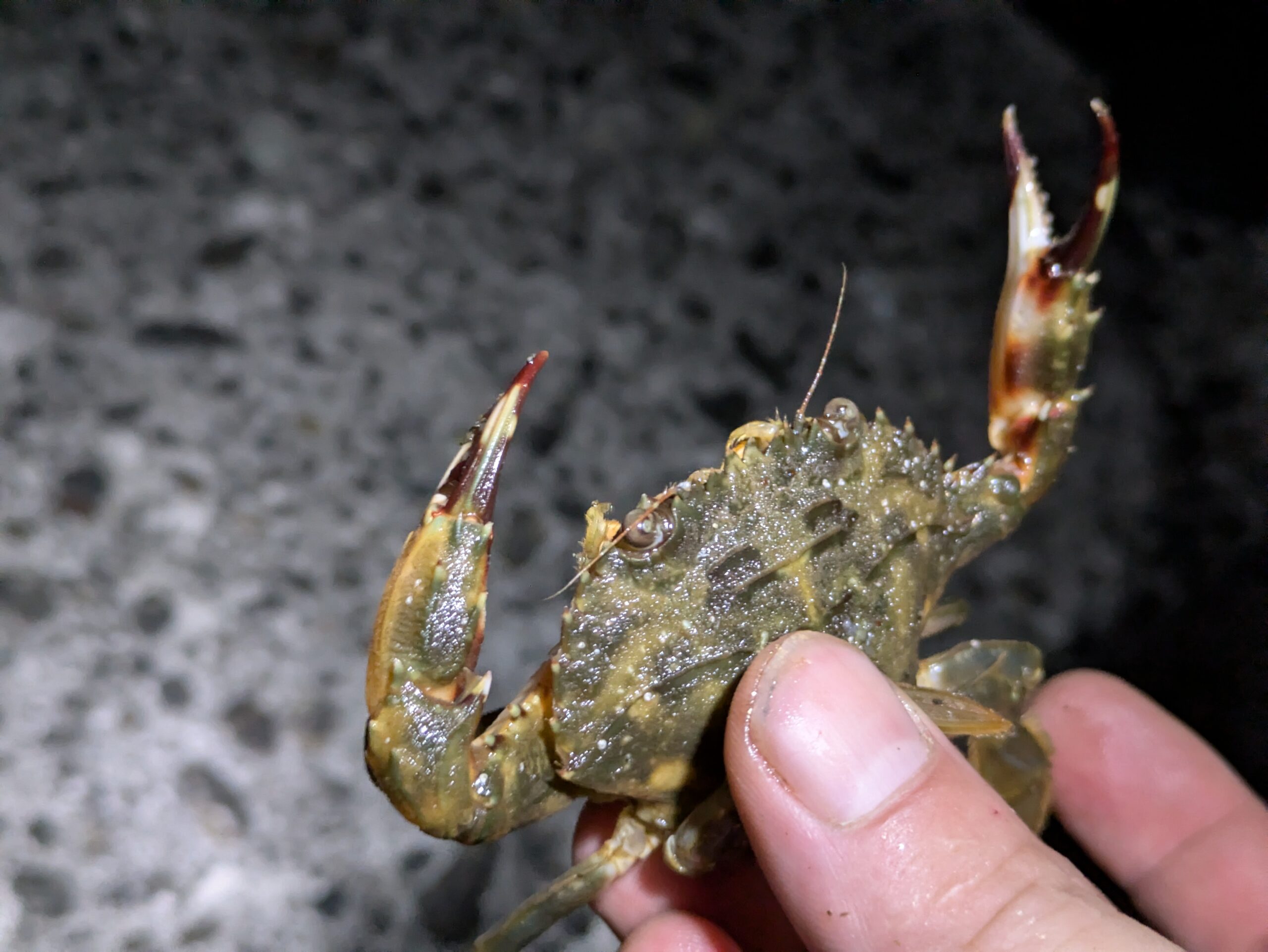 滝港で釣れた小型のガザミの仲間
