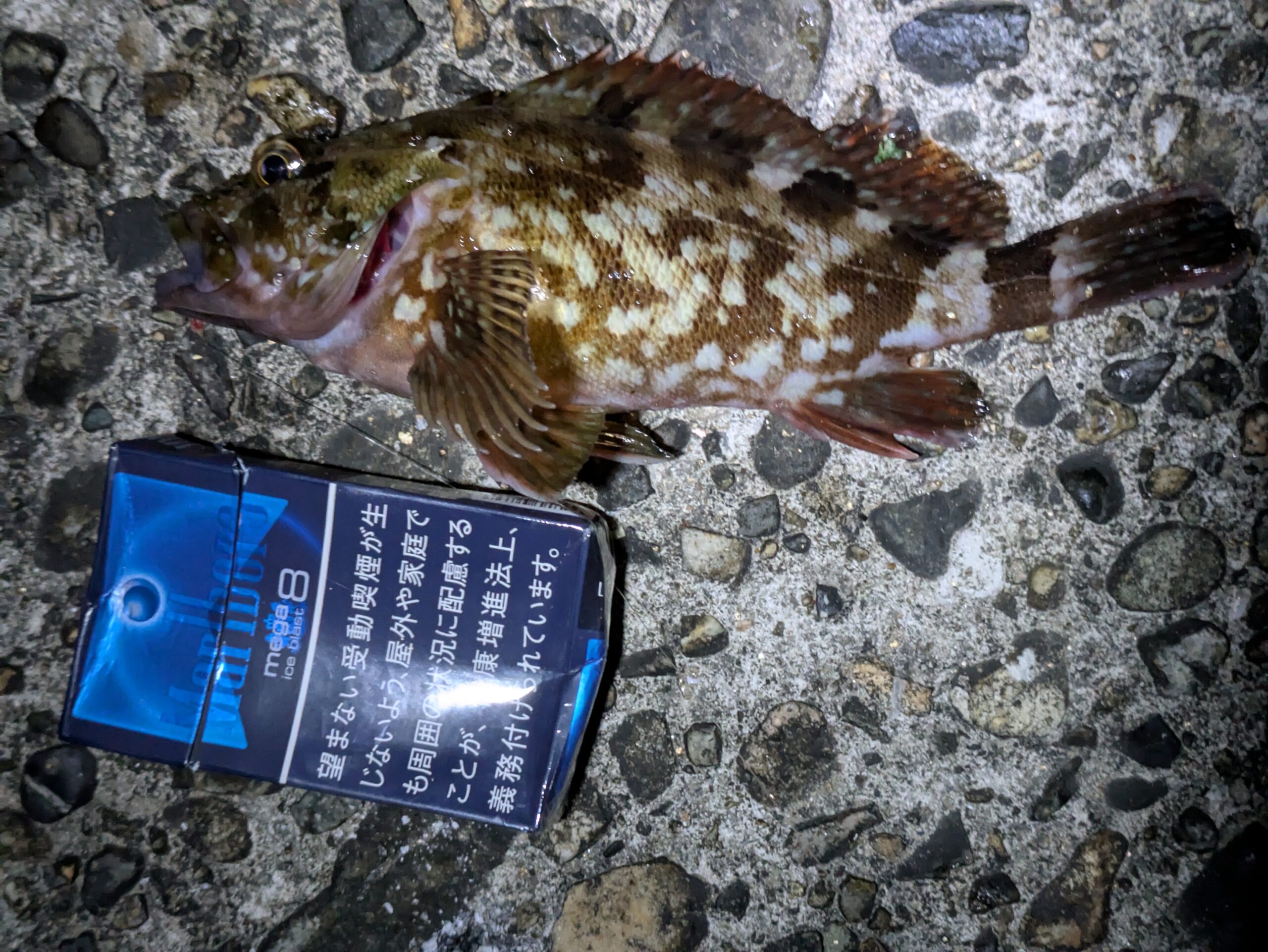 滝港のヘチ釣りで一番大きかったカサゴ