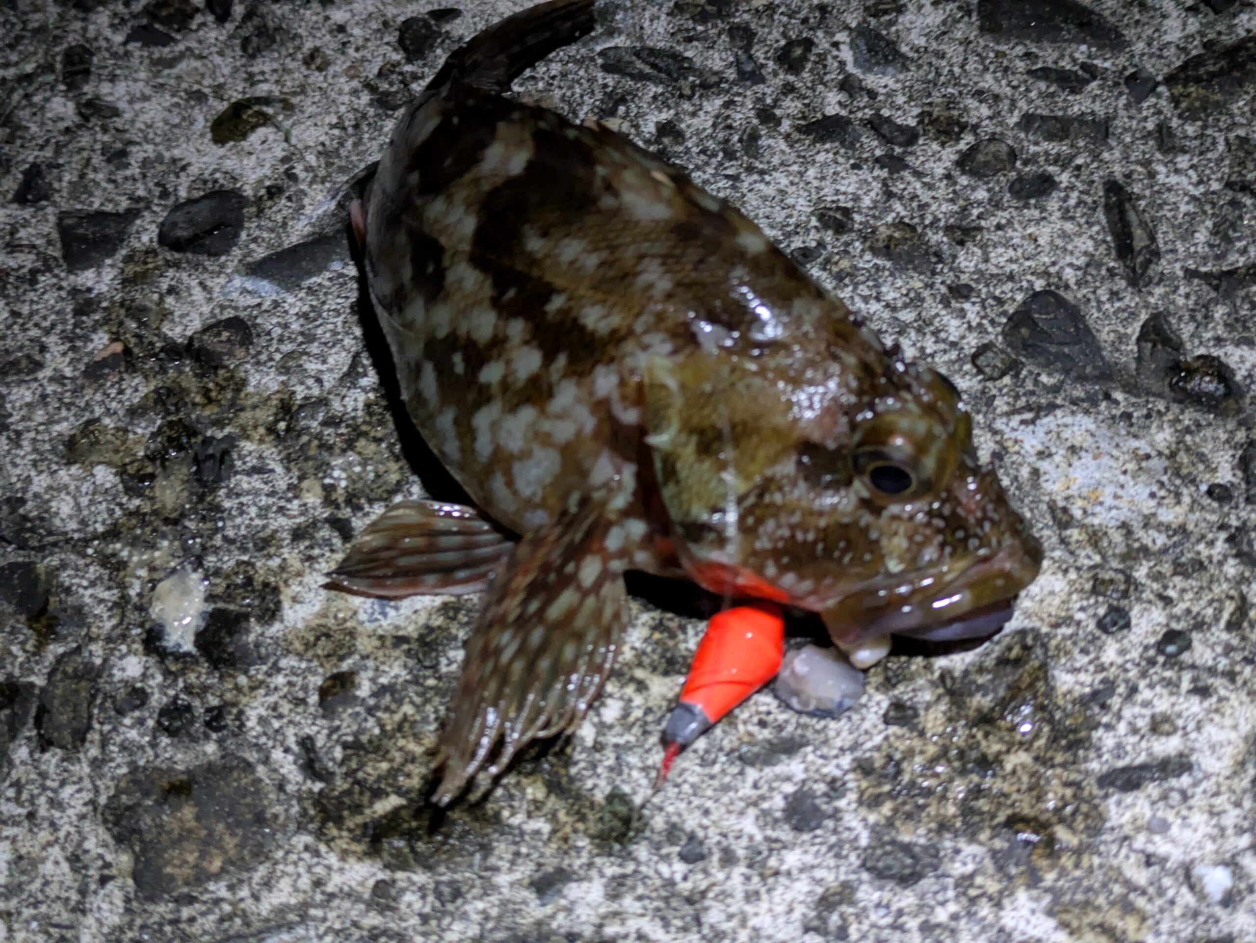 ブラクリ仕掛けに食いついた小型のカサゴ