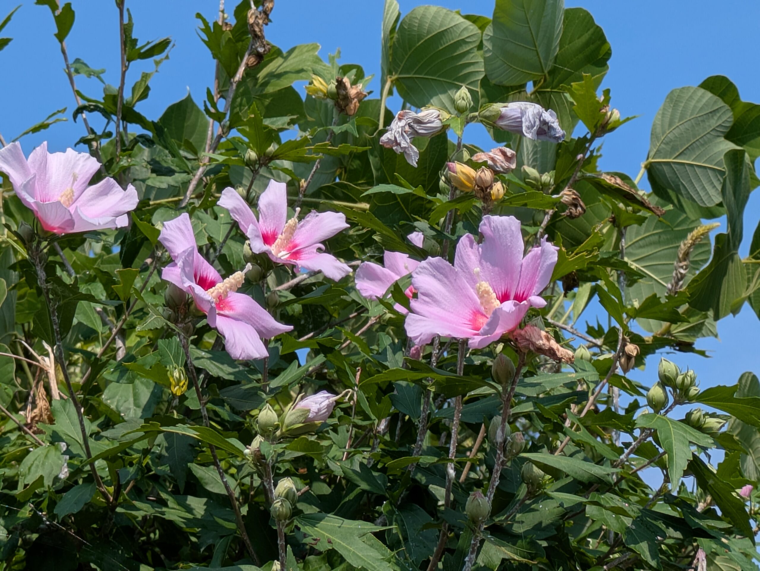 大きな花がたくさんついたムクゲの木