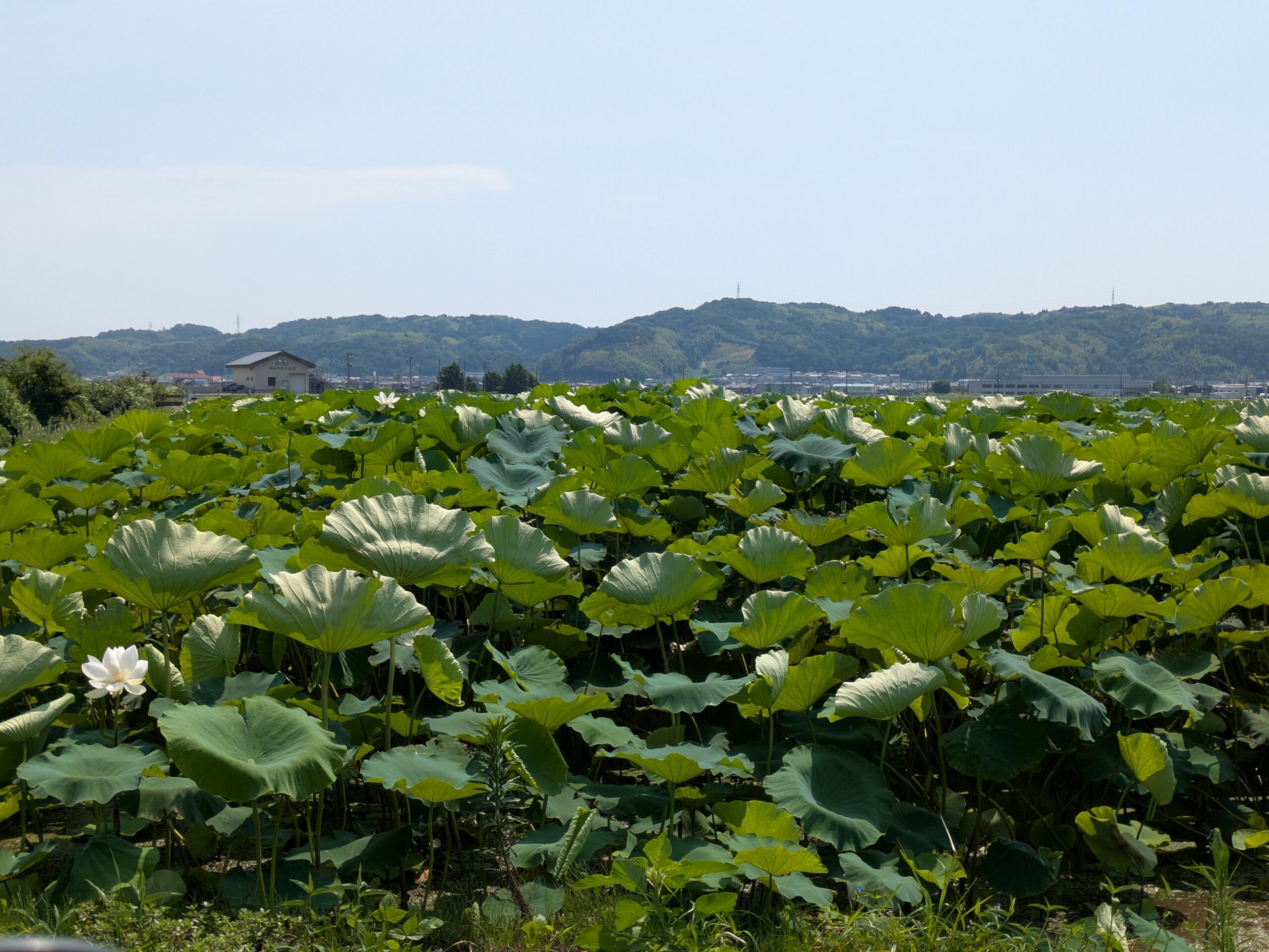 河北で見つけたレンコン畑